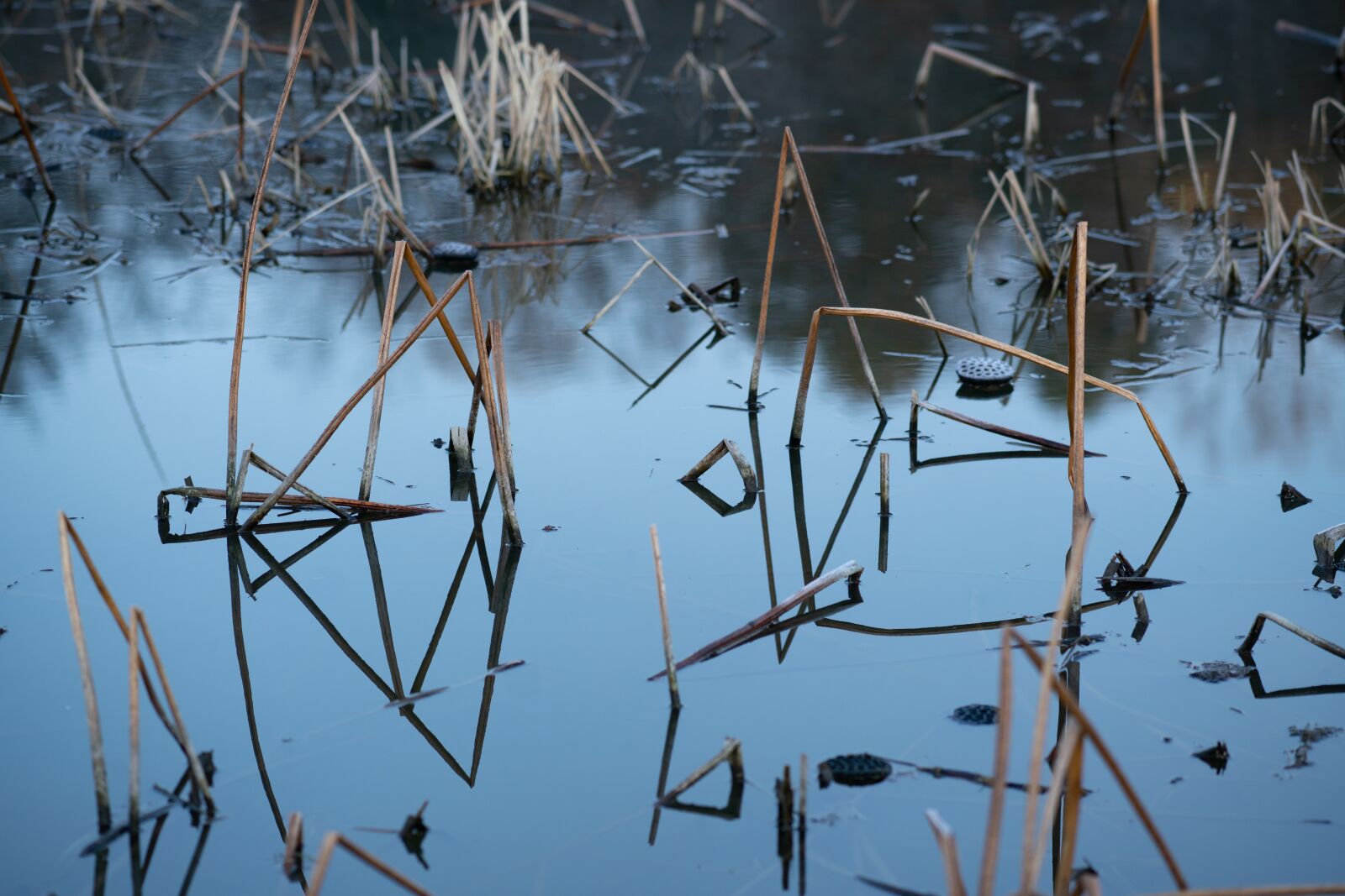 Sony Sonnar T* 135mm F1.8 ZA sample photo. Reed, lake, spring photography