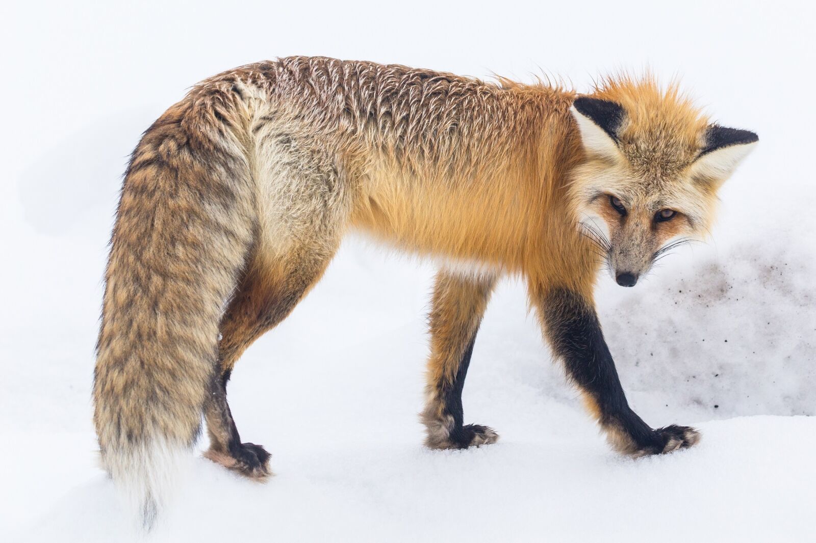 Canon EOS 6D sample photo. Red fox, wildlife, snow photography
