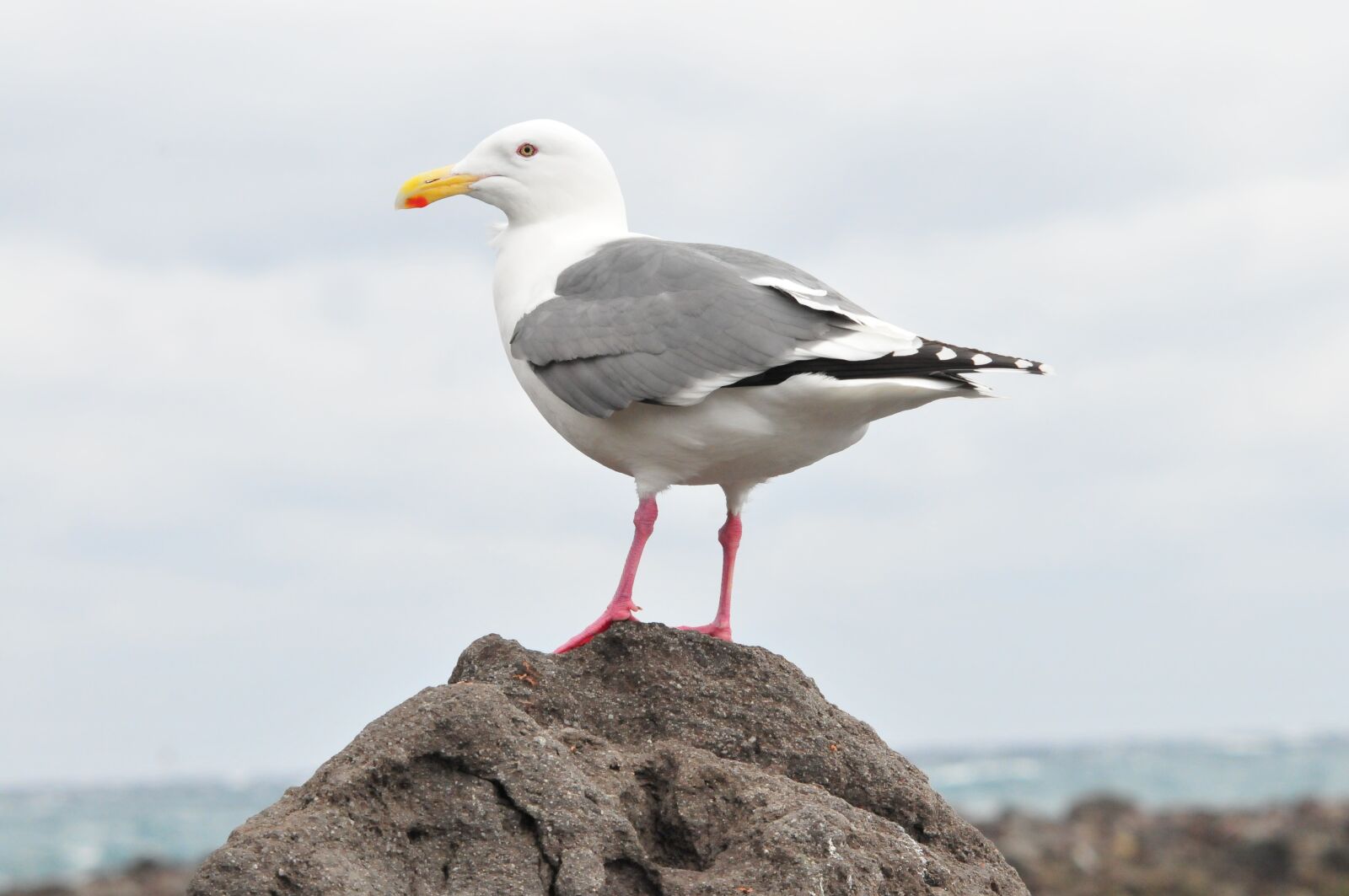 Nikon D300 sample photo. Natural, sea, bird photography