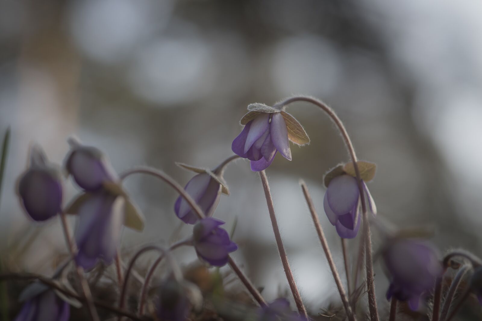 Canon EOS 6D Mark II sample photo. Hepatica, spring, flower photography