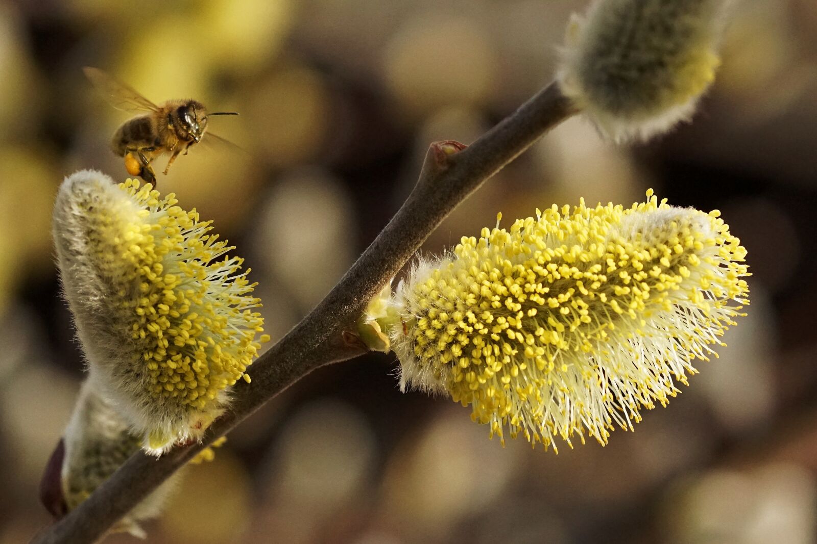 Sony ILCA-77M2 + Tamron SP AF 90mm F2.8 Di Macro sample photo. Spring, willow catkin, signs photography