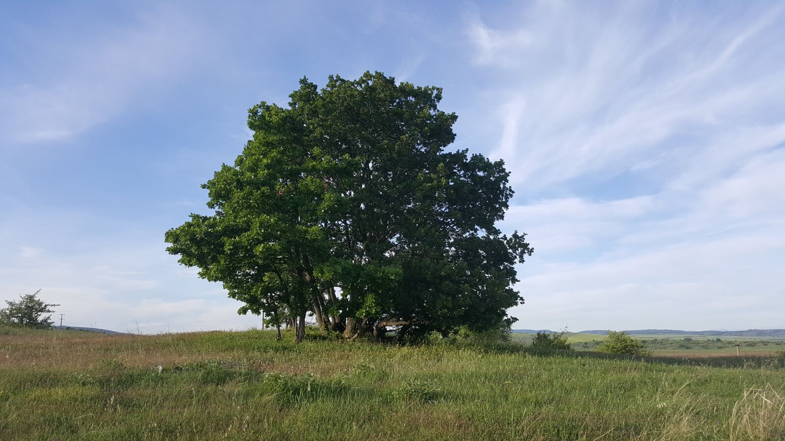 Samsung Galaxy Note5 sample photo. Nature, tree, landscape photography
