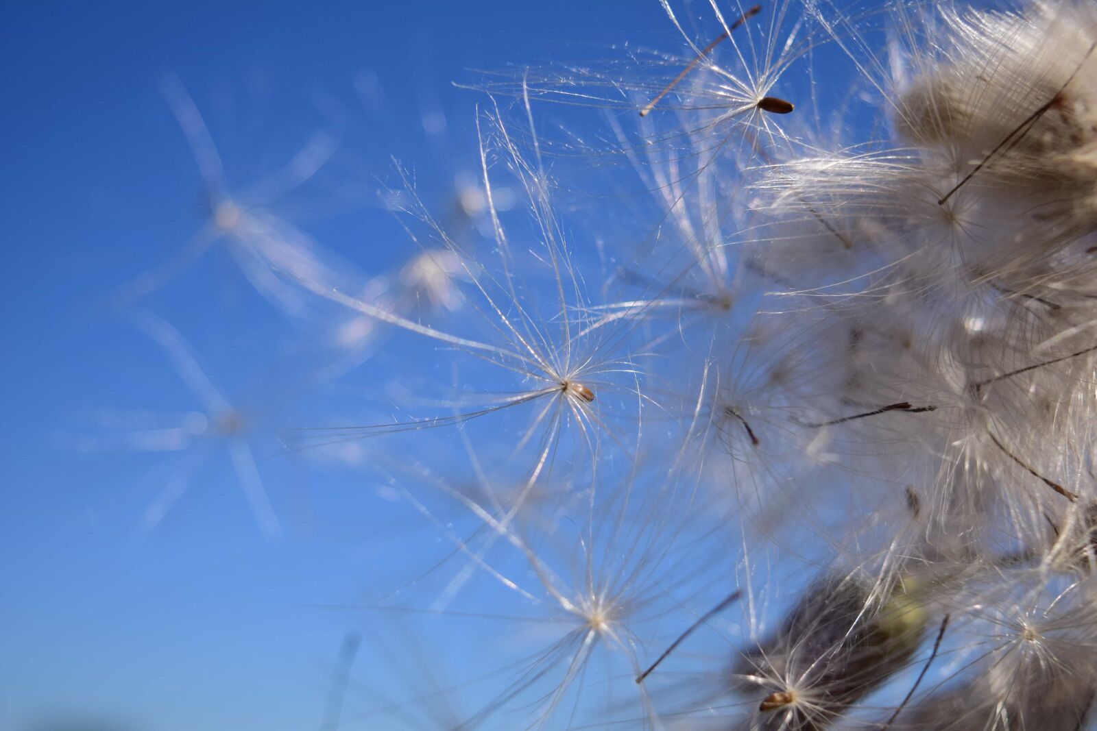 Nikon D3300 sample photo. Nature, summer, dandelion, seed photography
