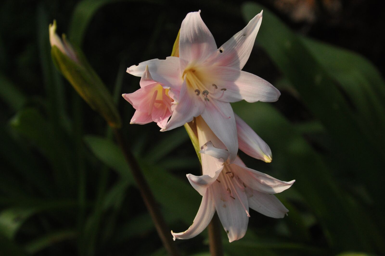 Nikon D90 sample photo. Flowers, open, fulfillment photography