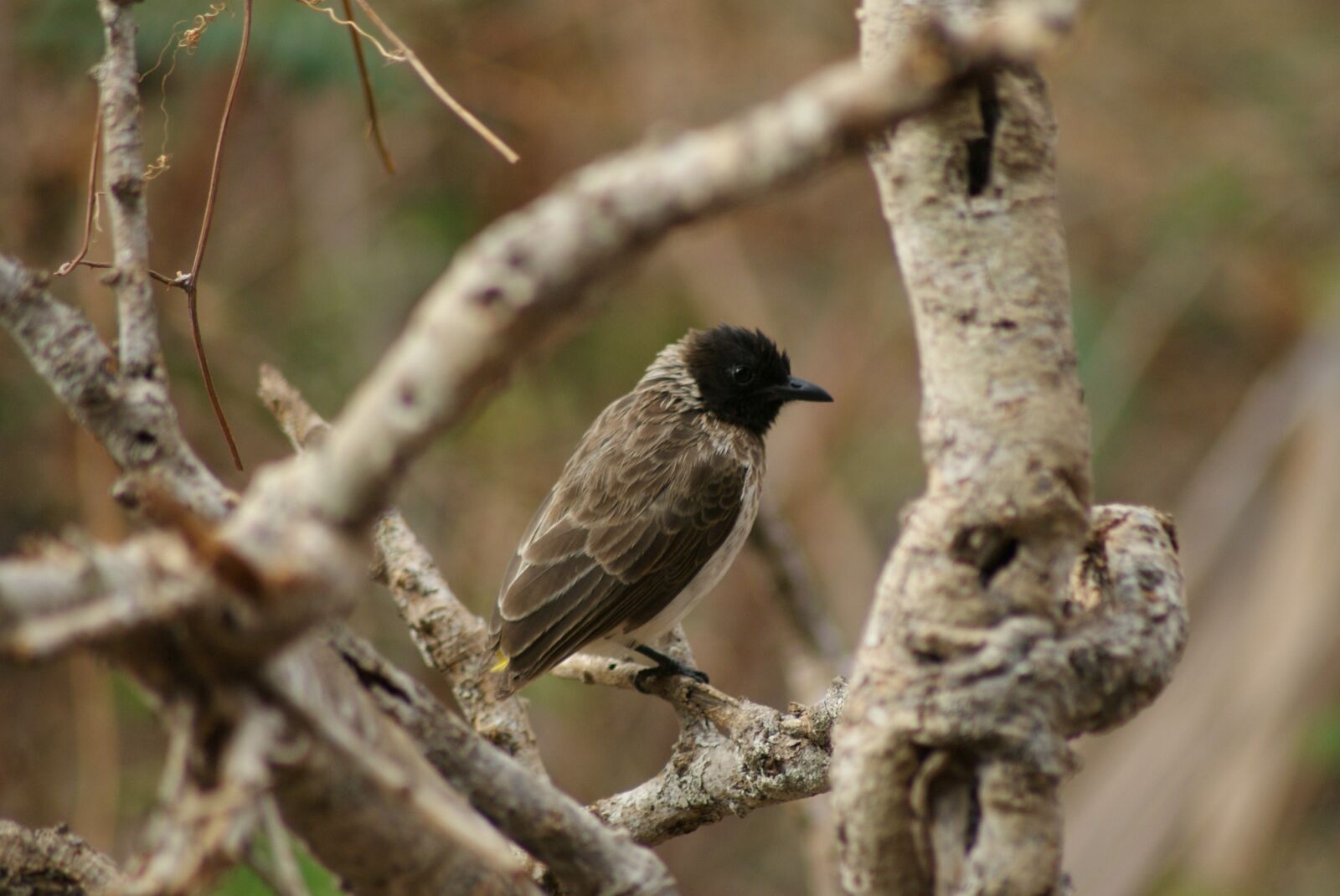 Sony Alpha DSLR-A200 sample photo. Nature, animal world, bird photography