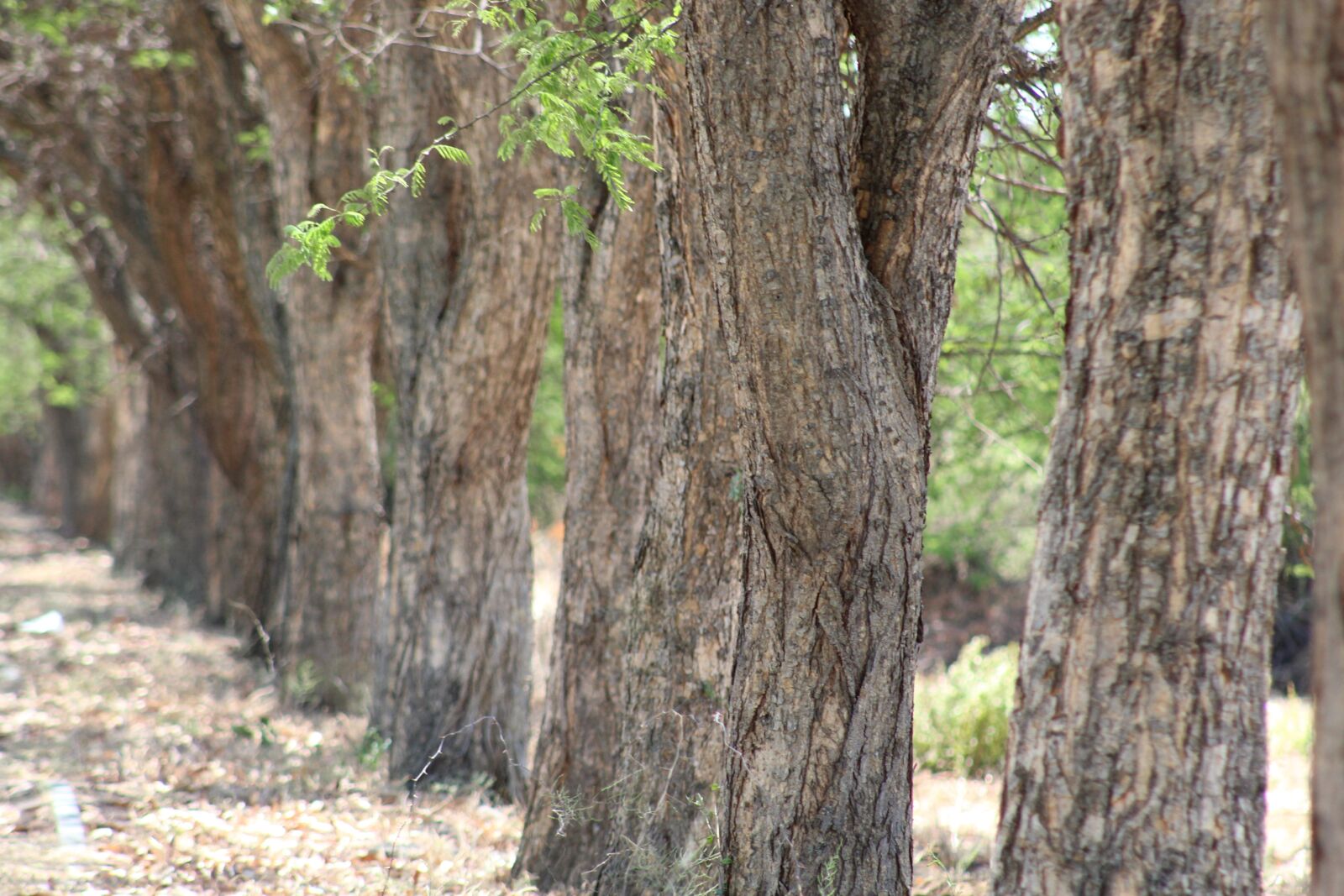 Canon EF75-300mm f/4-5.6 sample photo. Tree, nature, landscape photography