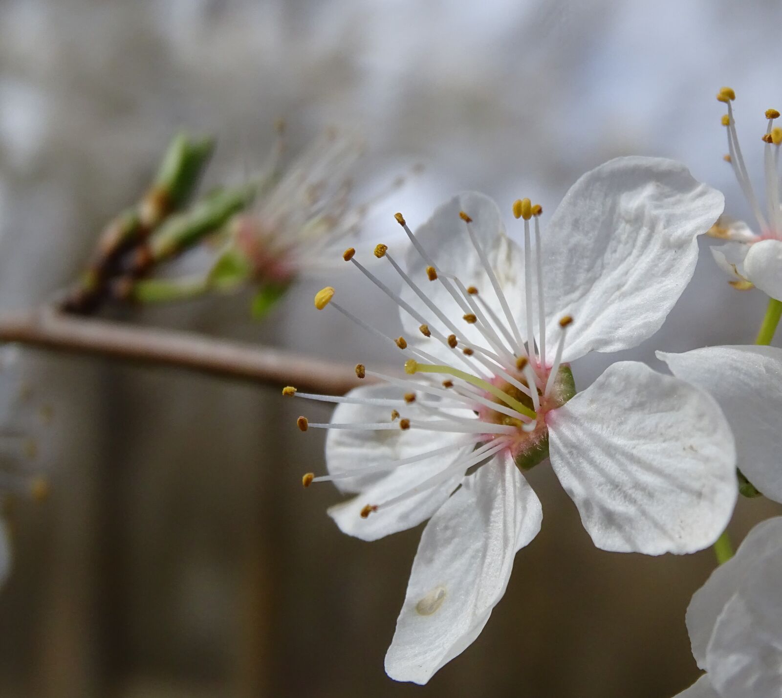 Sony Cyber-shot DSC-HX400V sample photo. Stamens, pollen, flower photography