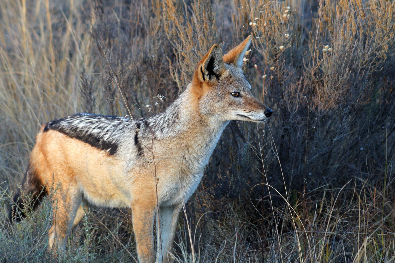 Canon EOS 550D (EOS Rebel T2i / EOS Kiss X4) sample photo. Jackal, south africa, nature photography