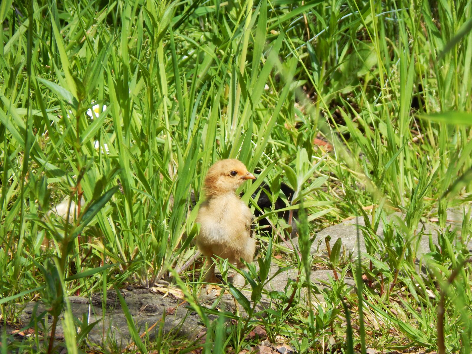 Nikon Coolpix L820 sample photo. Chick, chicken, spring photography