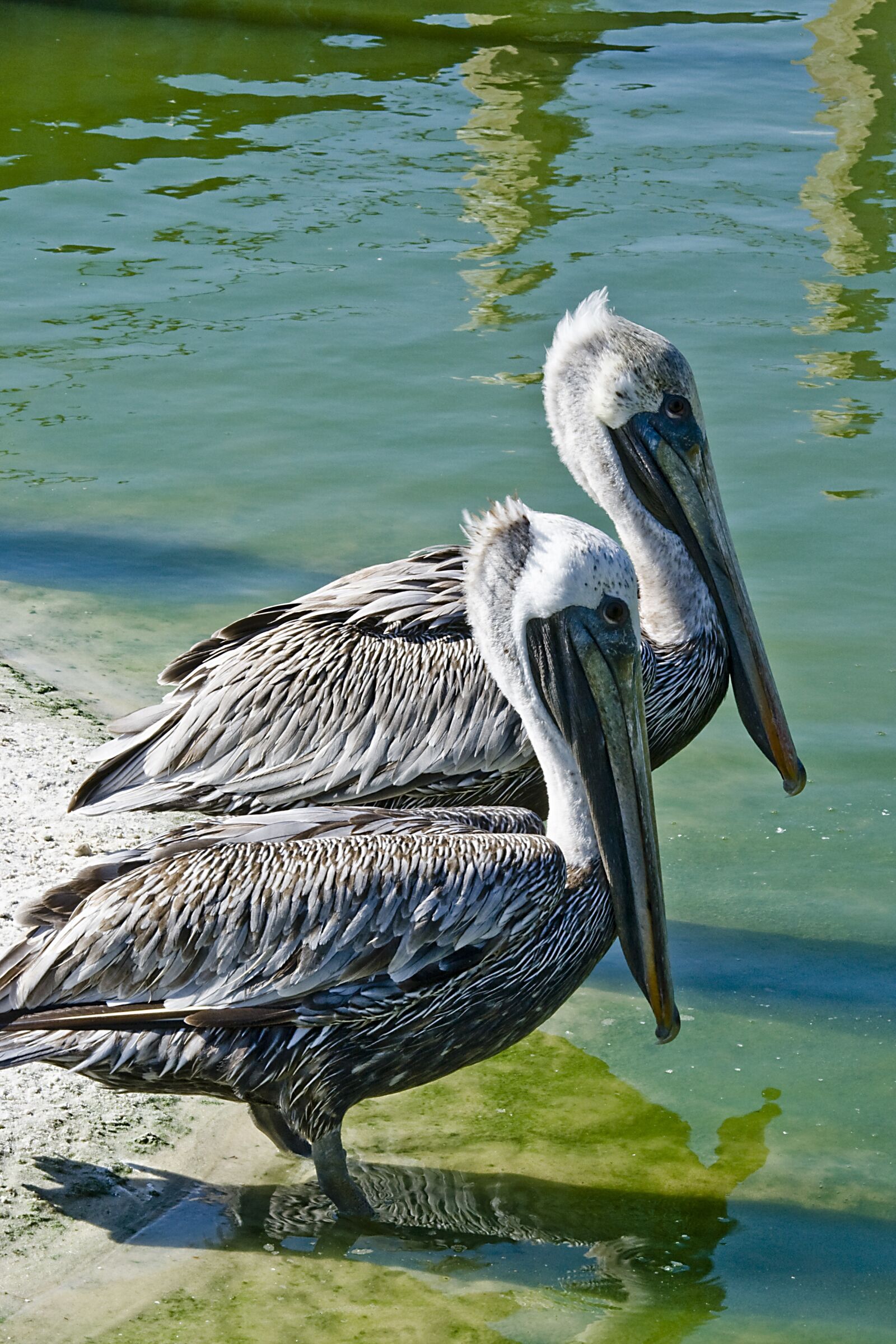 Canon EOS 400D (EOS Digital Rebel XTi / EOS Kiss Digital X) sample photo. Pelican, brown pelican, wading photography
