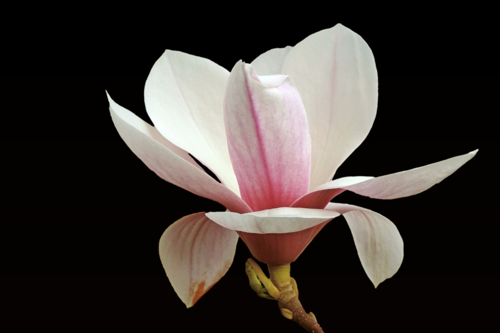 Nikon Coolpix P520 sample photo. Blossom, bloom, blossom photography