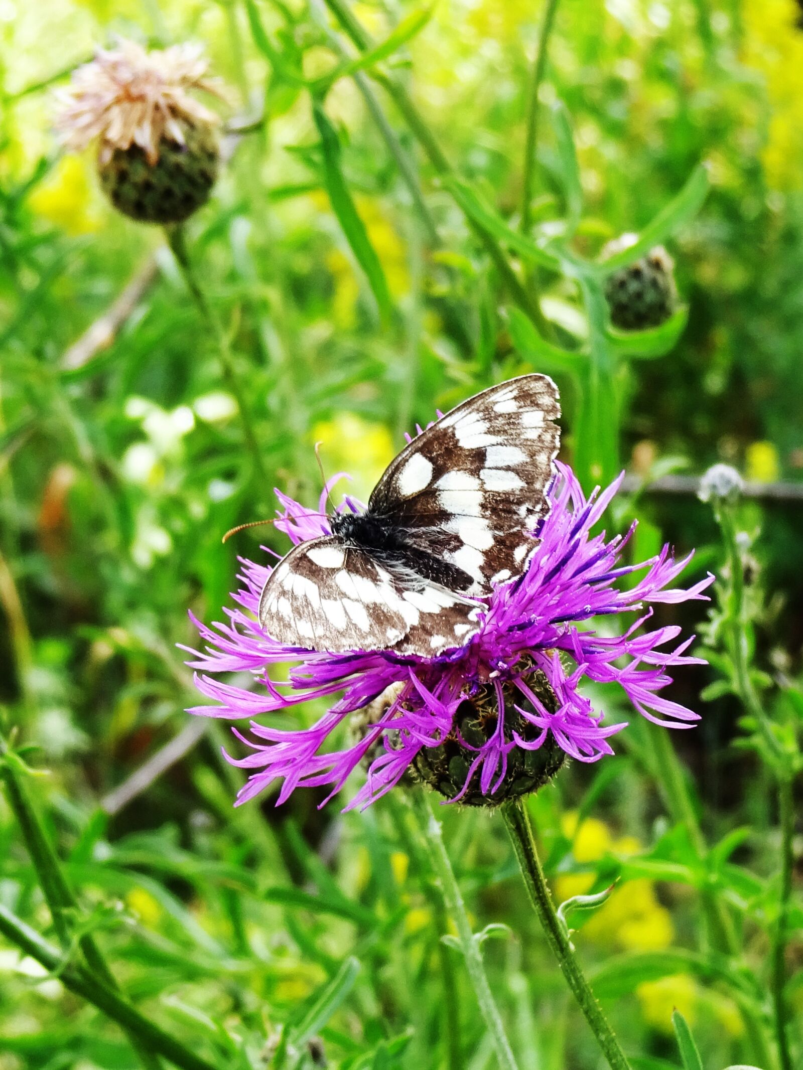 Sony Cyber-shot DSC-WX220 sample photo. Butterfly, thistle, nature photography