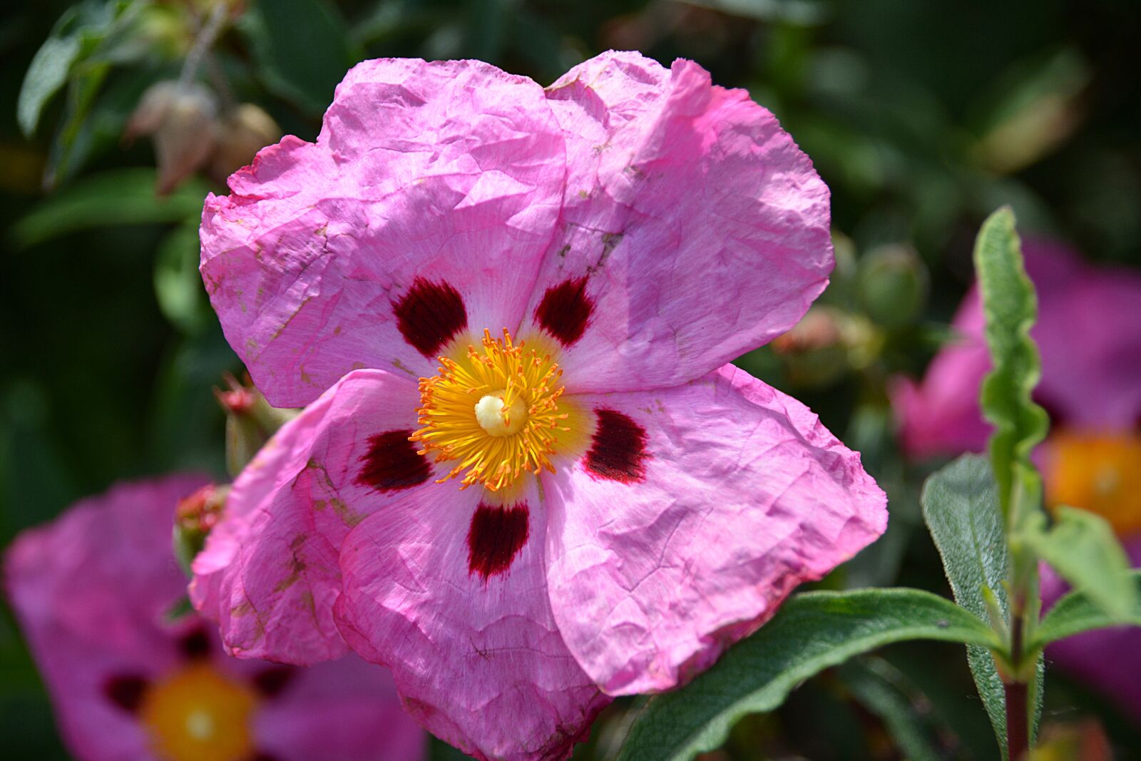 Nikon D5200 sample photo. Eglantine, flower, nature photography