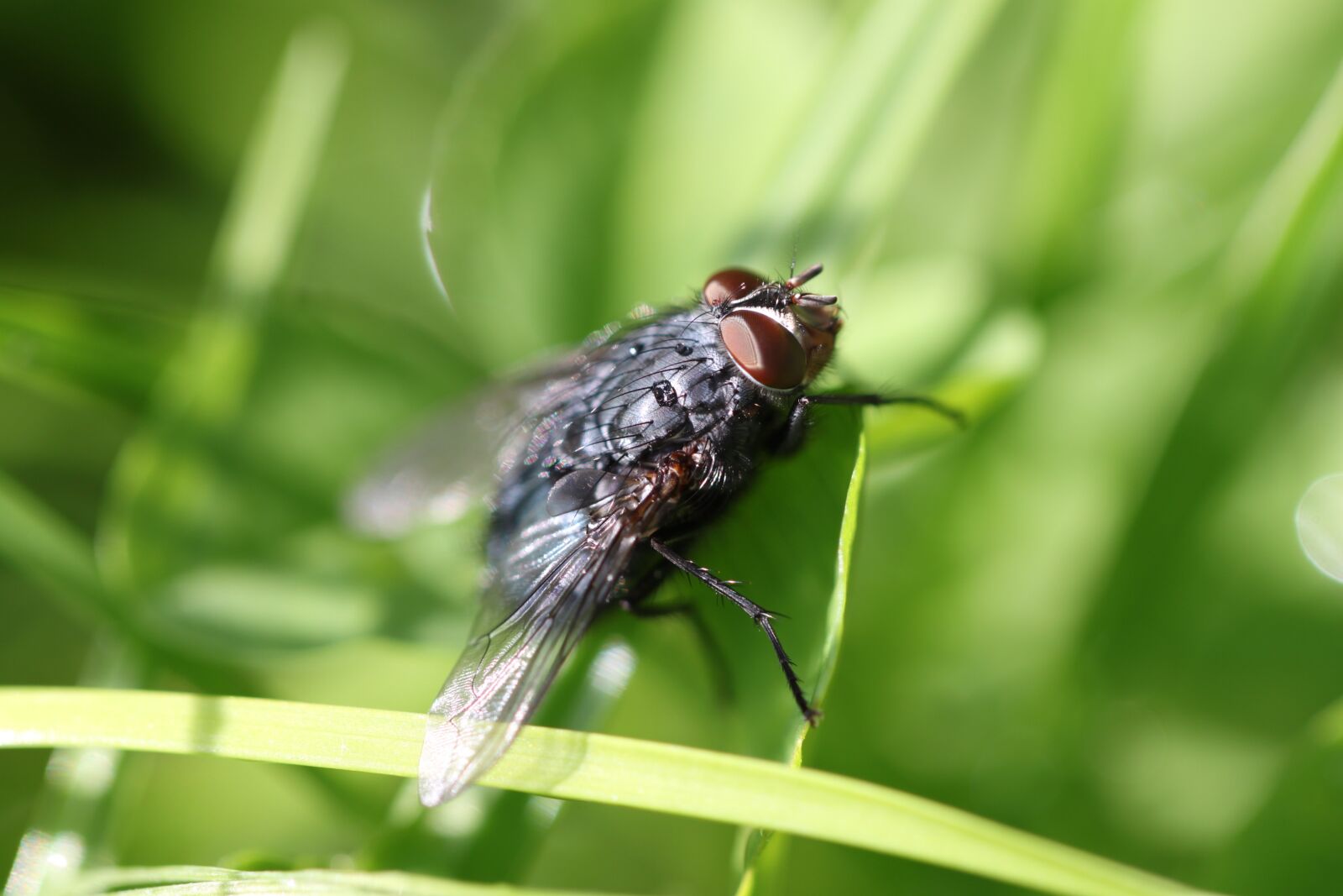 Canon EOS 500D (EOS Rebel T1i / EOS Kiss X3) sample photo. Nature, insect photography