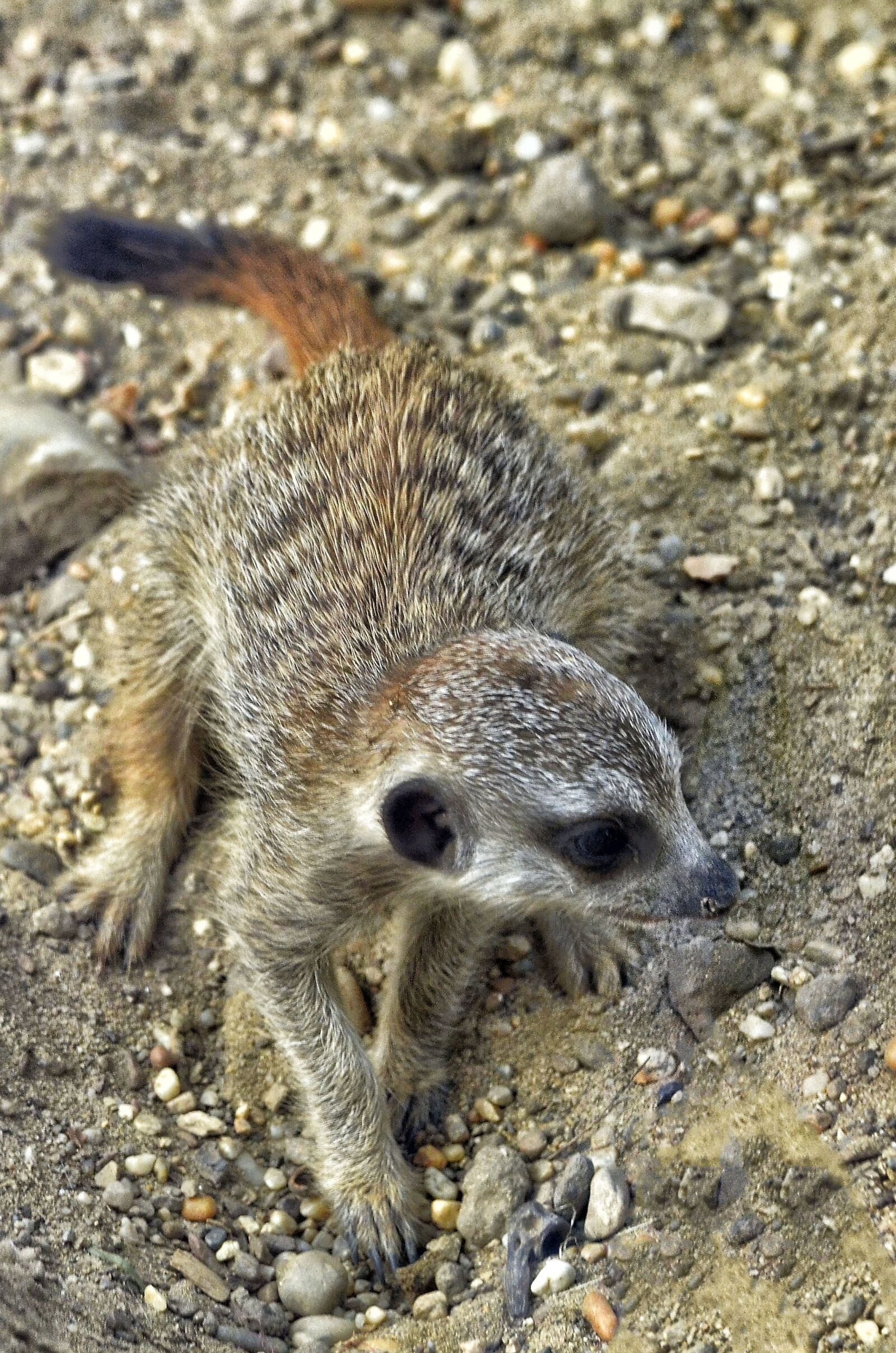 Nikon D7000 sample photo. Meerkat, young animal, mammal photography