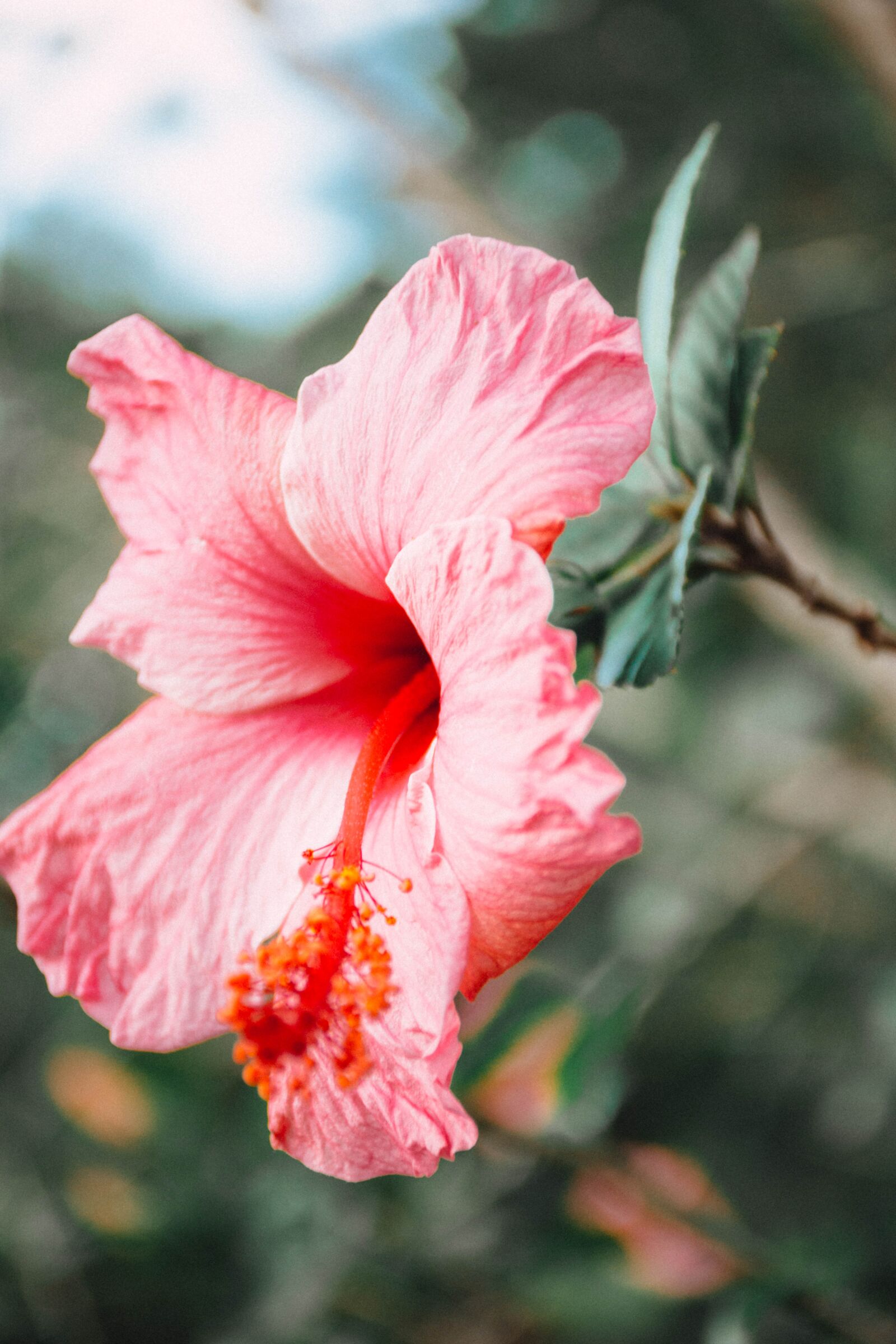 Nikon D7200 sample photo. Flower, winter, pink photography