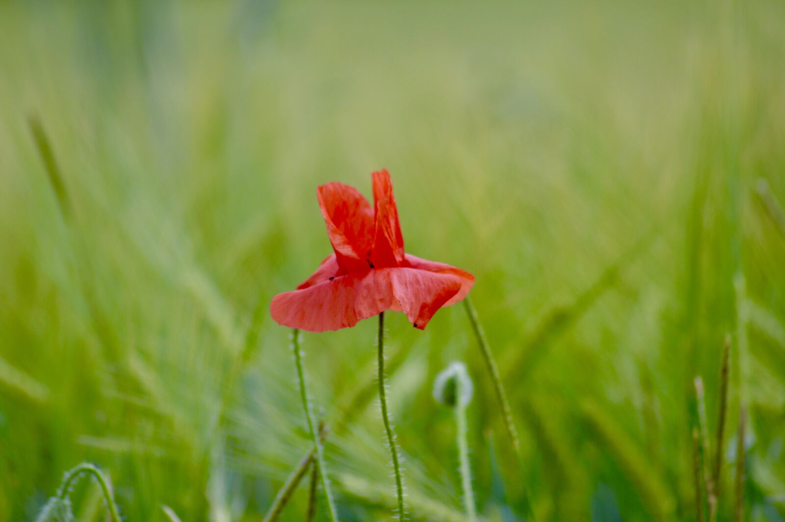 Nikon D3200 sample photo. Nature, poppy, flower photography