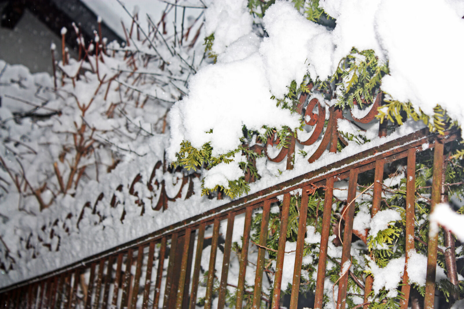 Canon EOS 450D (EOS Rebel XSi / EOS Kiss X2) sample photo. Cold, curly, fence, garden photography