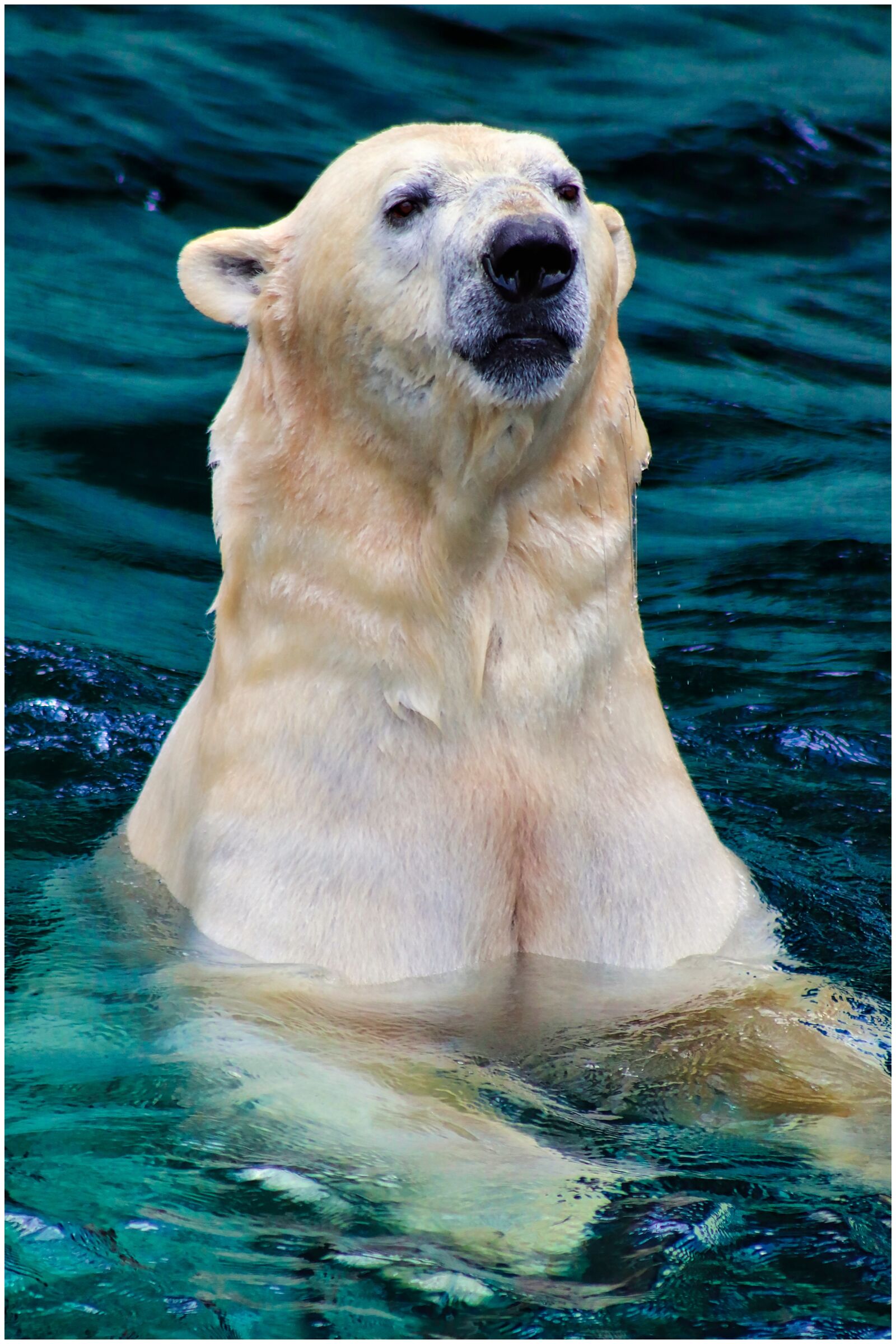 Canon EOS 200D (EOS Rebel SL2 / EOS Kiss X9) sample photo. Bear, polar bear, animal photography