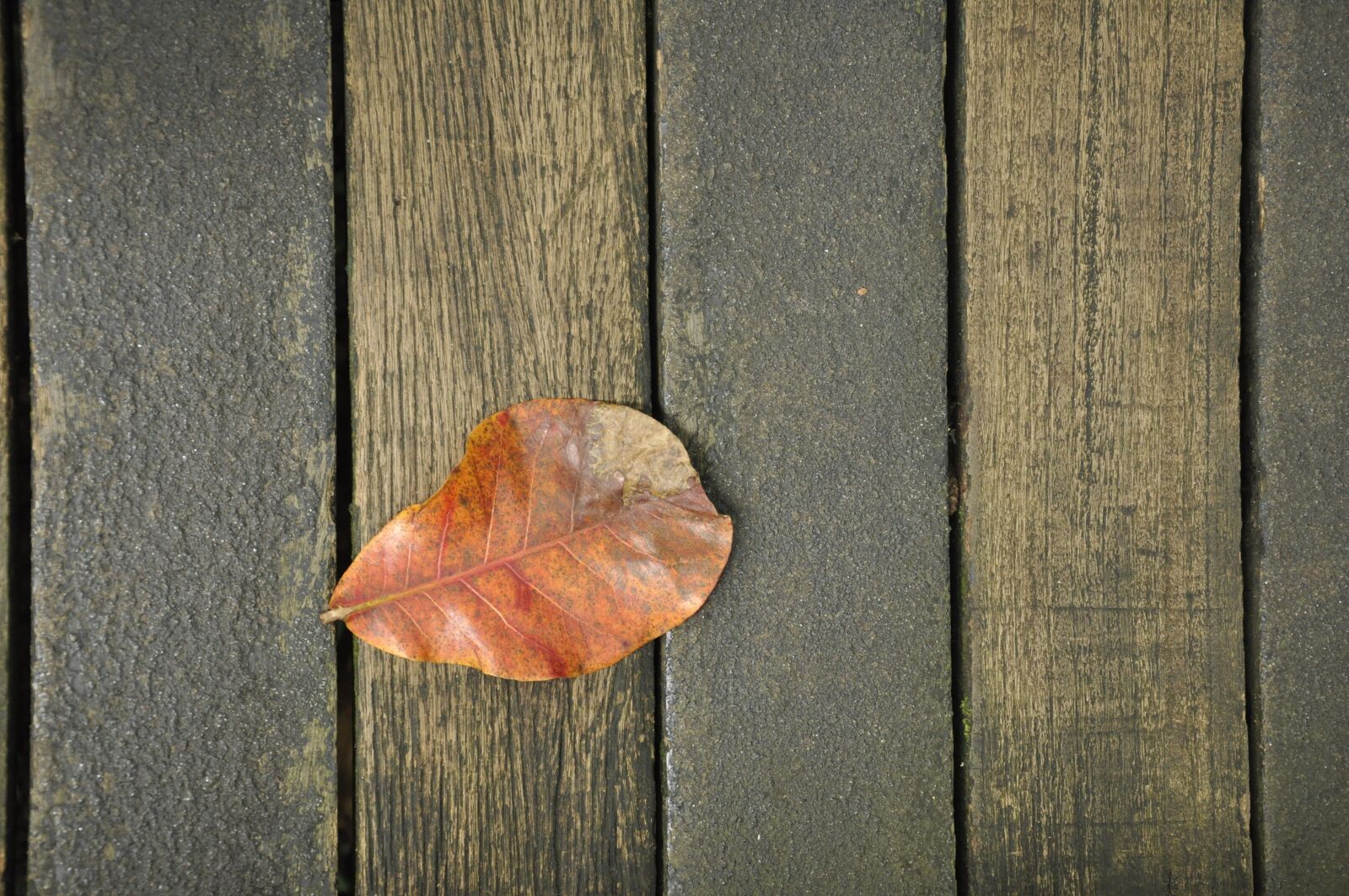 Nikon D90 sample photo. The leaves, wood background photography