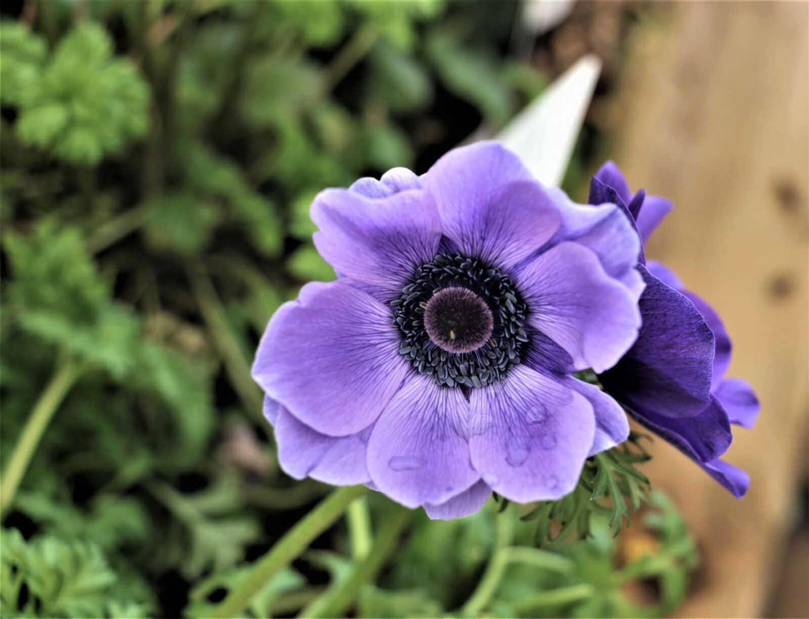 Canon EOS 7D Mark II sample photo. Flower, purple, leaves photography