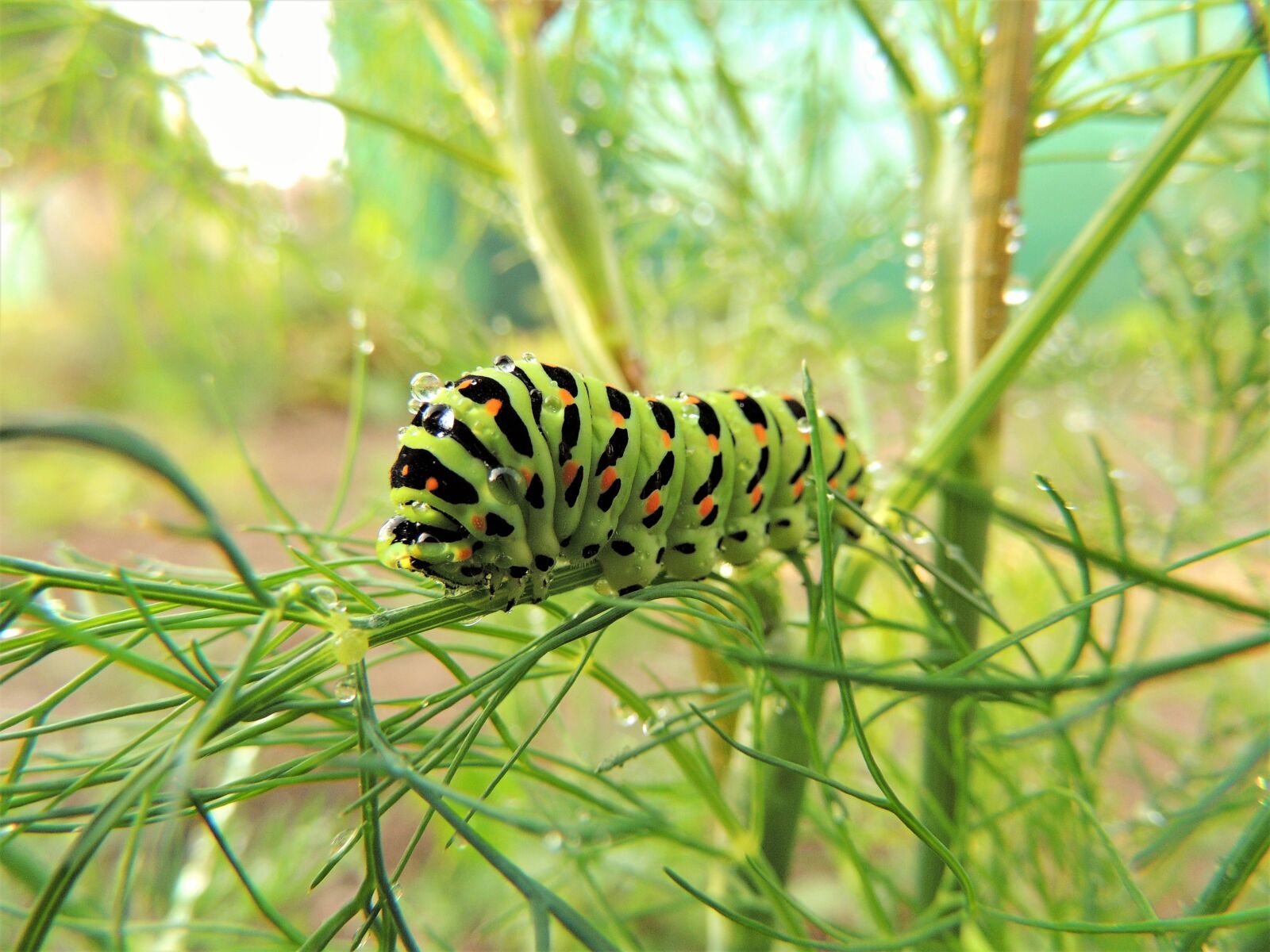 Nikon Coolpix P510 sample photo. Green, caterpillar, hairy photography