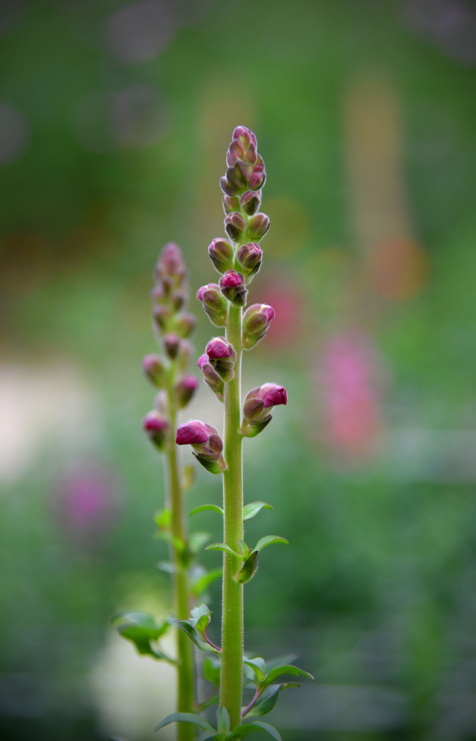 Nikon D7200 sample photo. Flowers, purple, cute photography