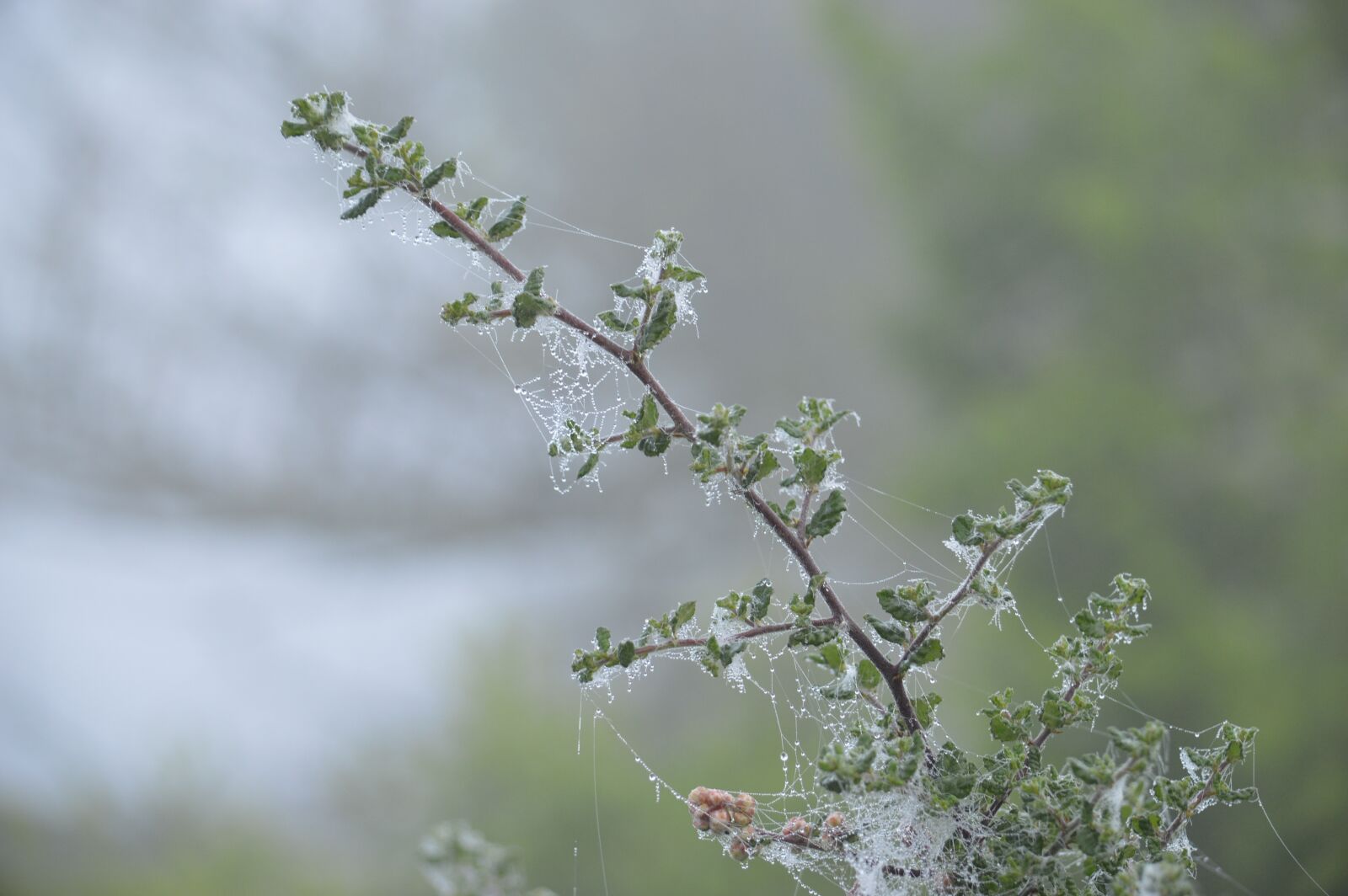 Nikon D3200 sample photo. Dew, the son of photography