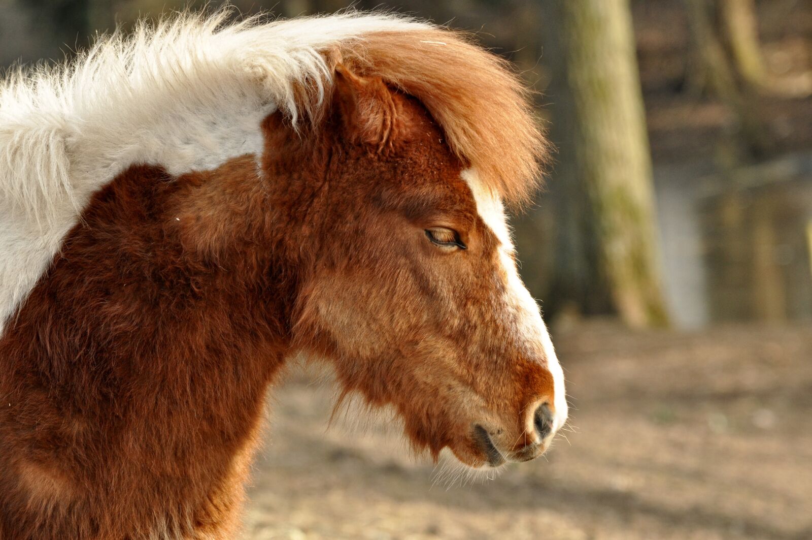 Nikon D90 sample photo. Shetland pony, horse, pony photography