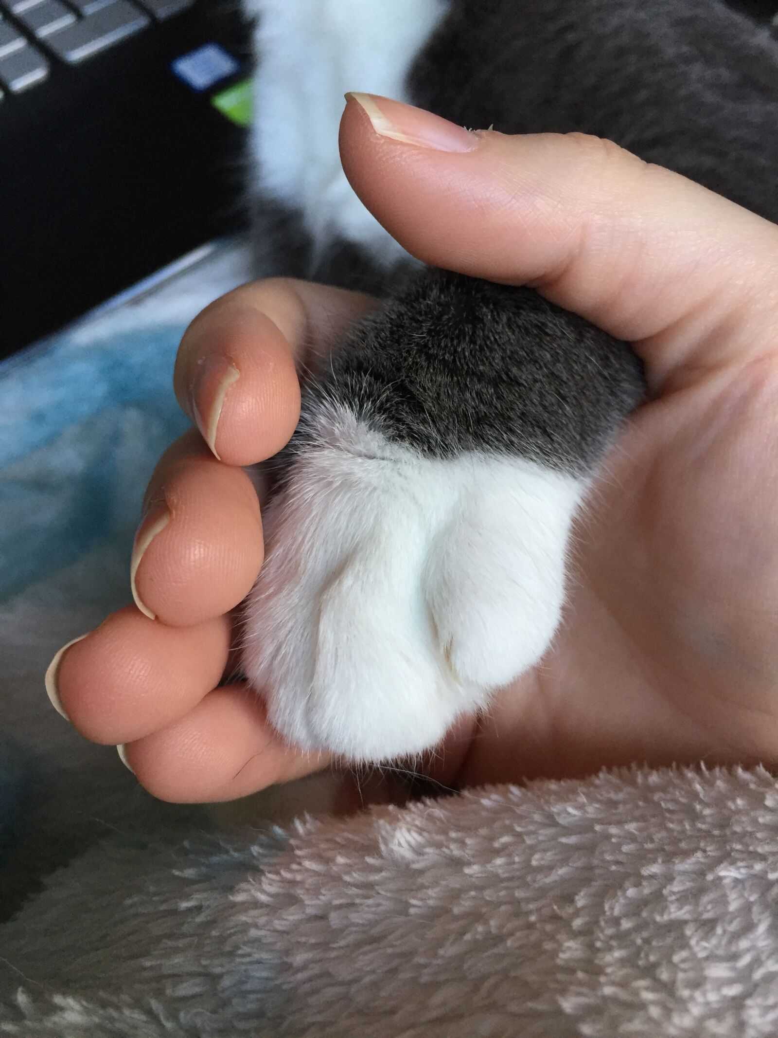Apple iPhone 6 sample photo. Cat, grey cat, cat photography
