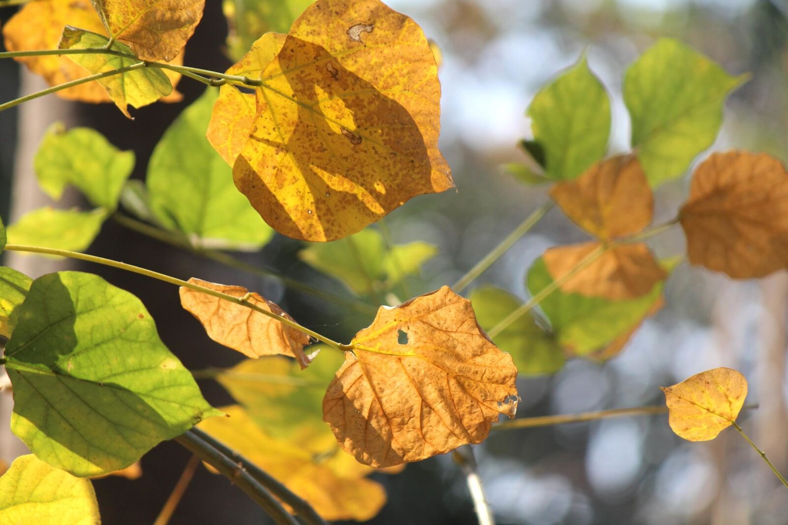 Canon EOS 600D (Rebel EOS T3i / EOS Kiss X5) sample photo. Autumn, leaves, brown, plant photography