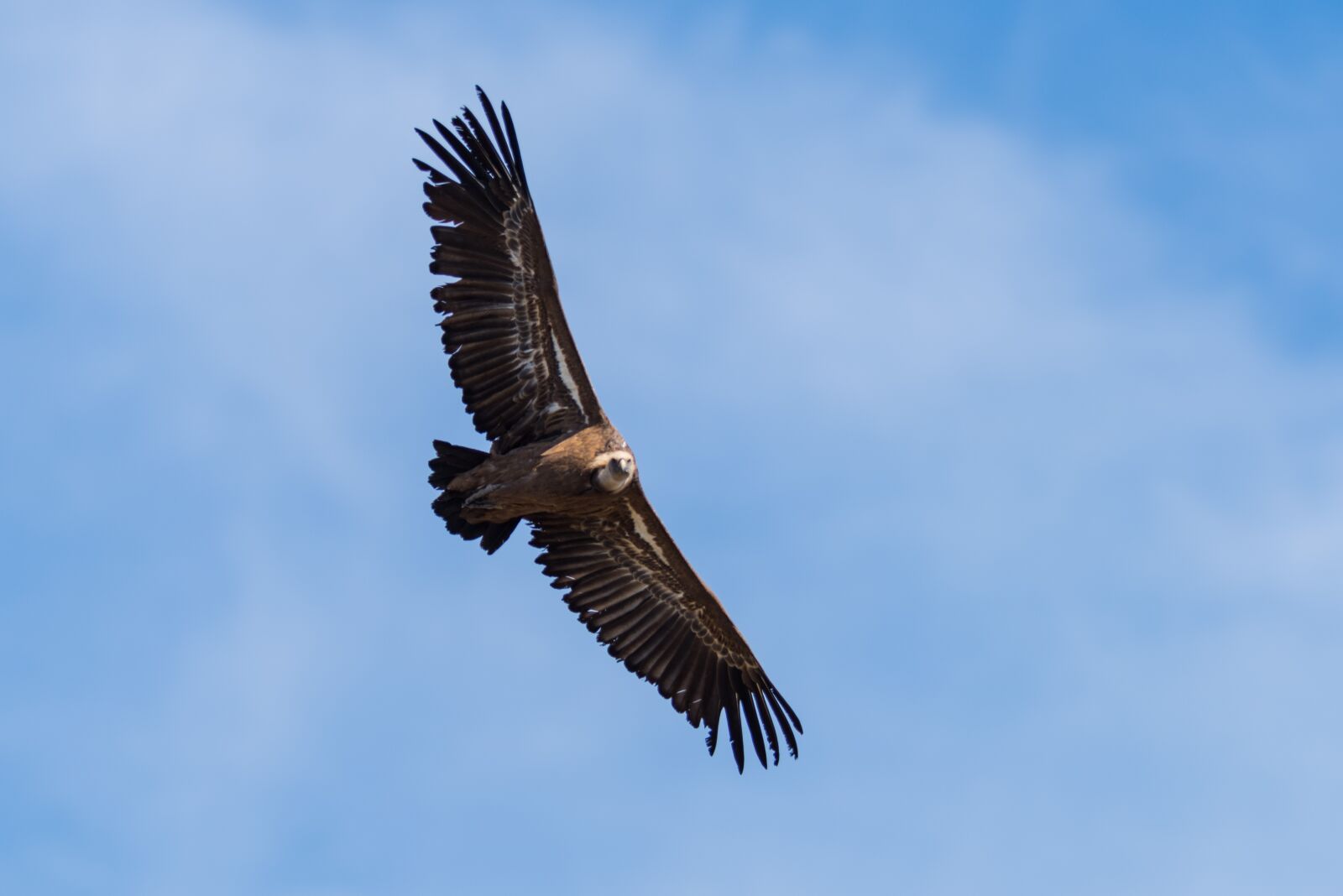 Nikon D810 sample photo. Bird, vulture, flying photography