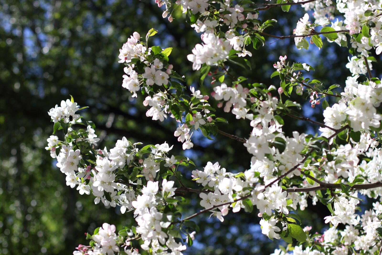 Canon EOS 550D (EOS Rebel T2i / EOS Kiss X4) sample photo. Apple tree, trees, spring photography
