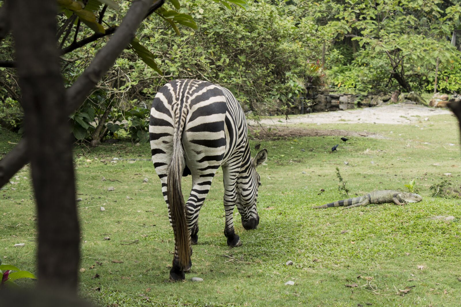 Canon EOS 1100D (EOS Rebel T3 / EOS Kiss X50) sample photo. Animal, wild, zebra photography