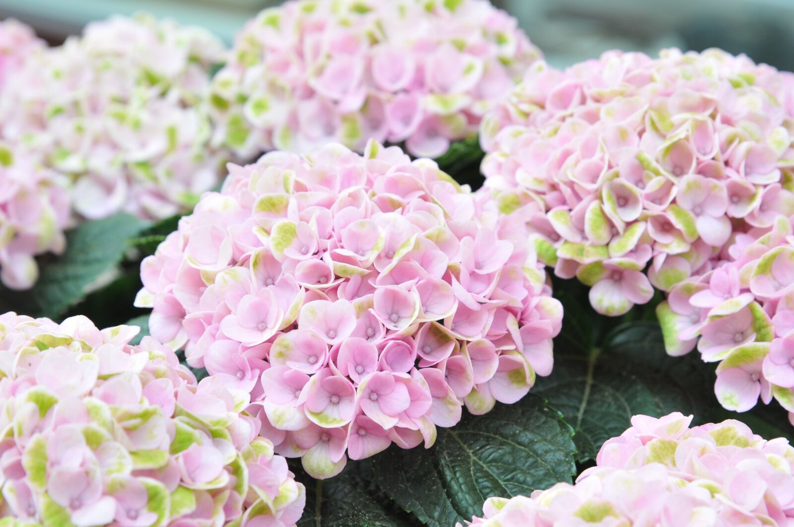 Nikon D300 sample photo. Hydrangea, pink, flower photography