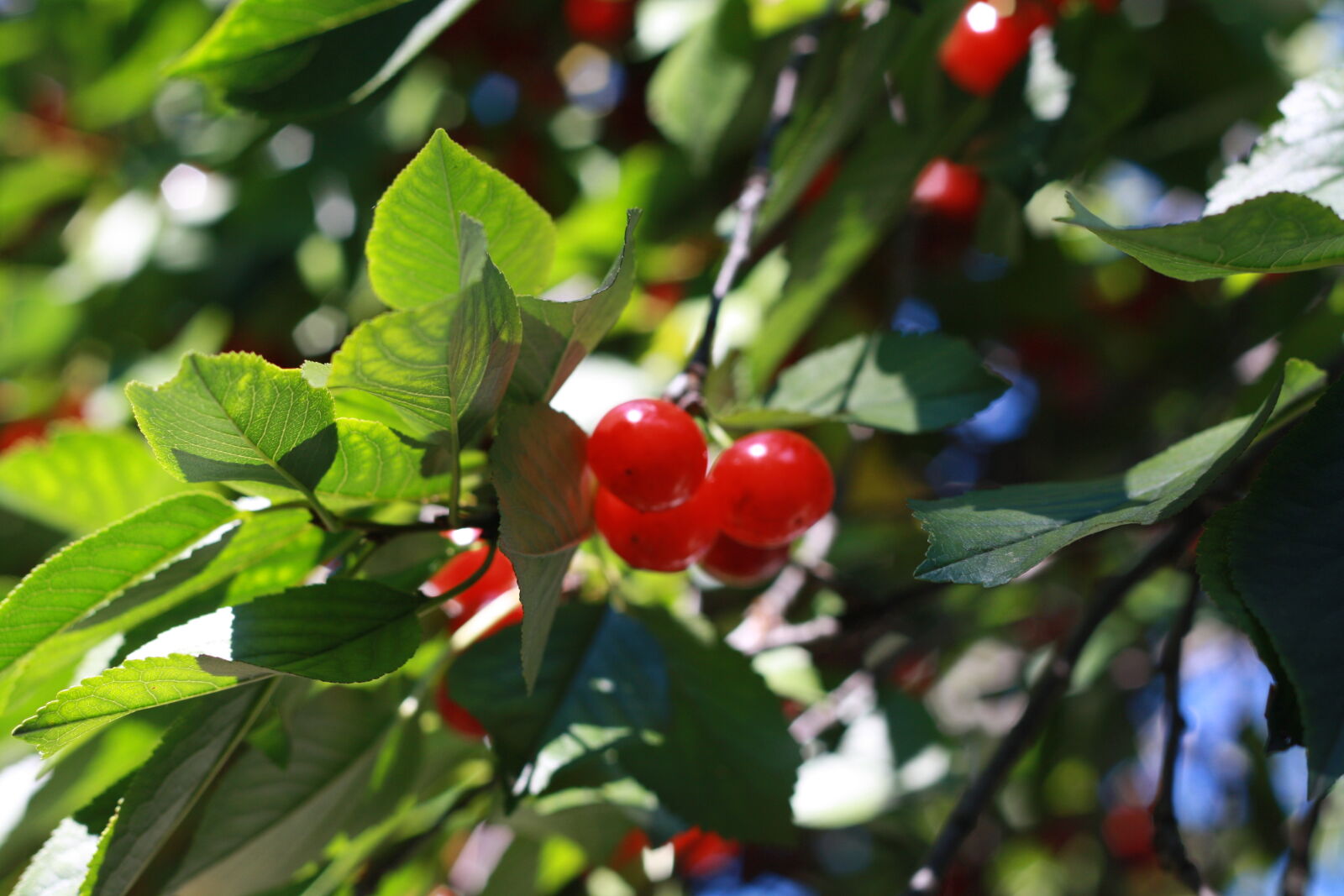 Canon EOS 1000D (EOS Digital Rebel XS / EOS Kiss F) sample photo. Cherries, fruits, summer photography