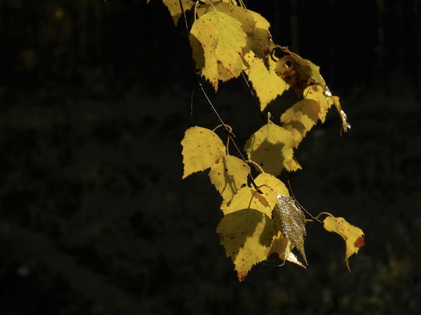 Canon PowerShot SX60 HS sample photo. Branch, leaves, yellow photography