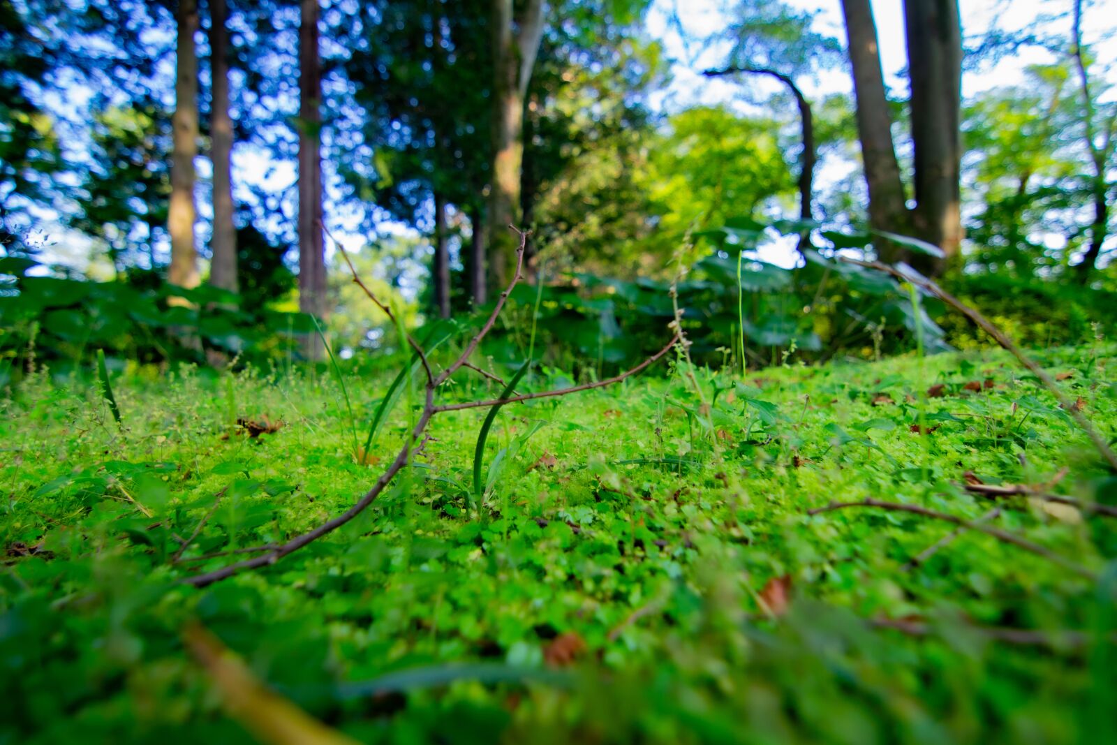 Canon EOS 100D (EOS Rebel SL1 / EOS Kiss X7) sample photo. Forest, grass, wood photography