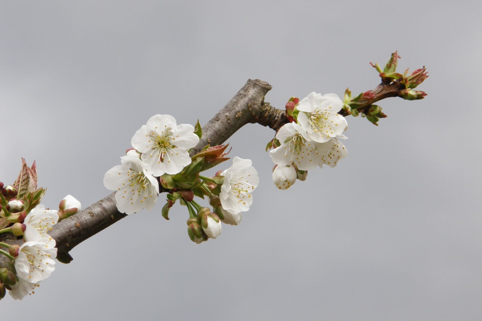 Olympus SP550UZ sample photo. Apple branch, apple blossom photography