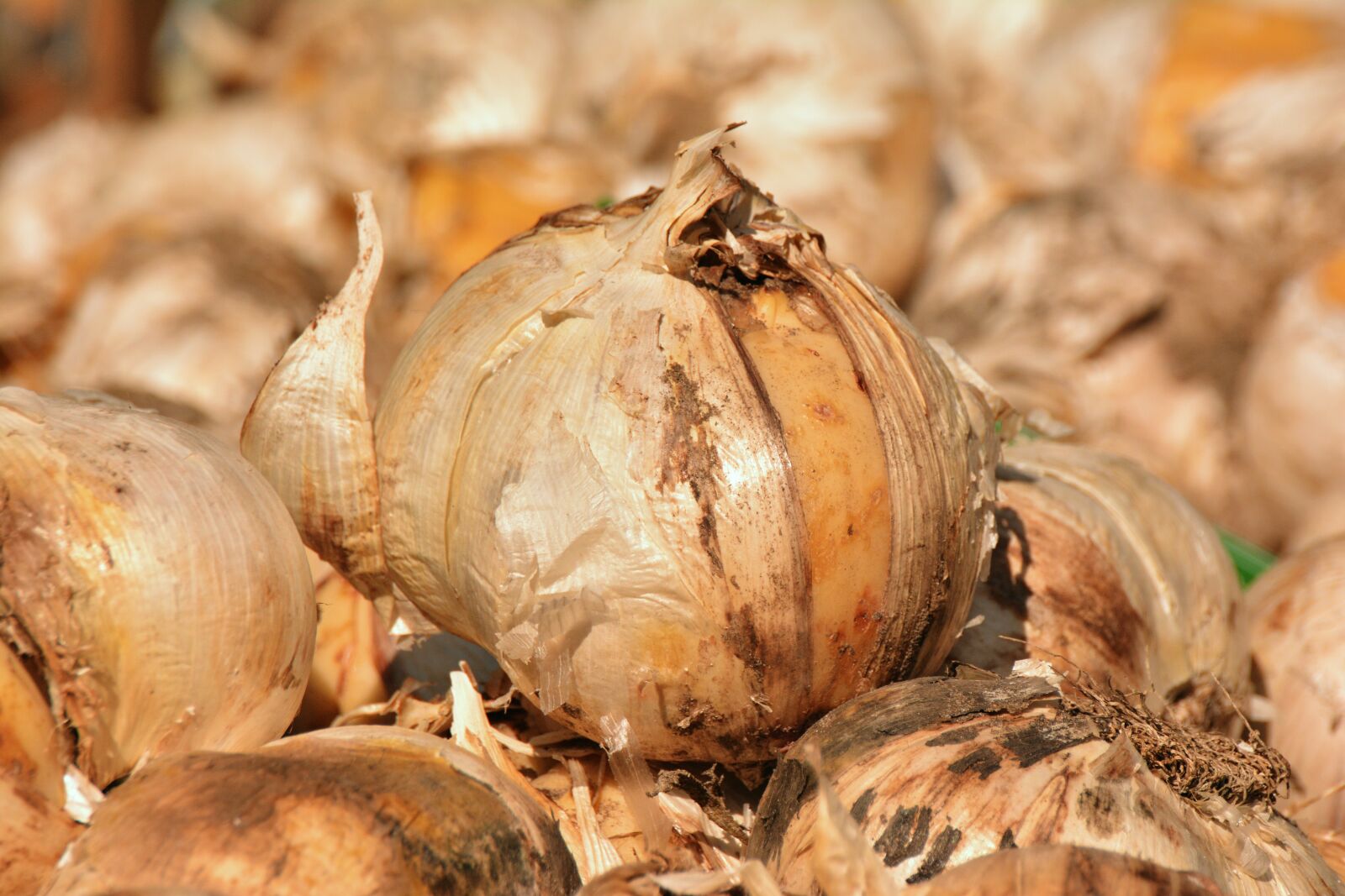 Nikon D5200 sample photo. Onions, flower bulbs, plant photography