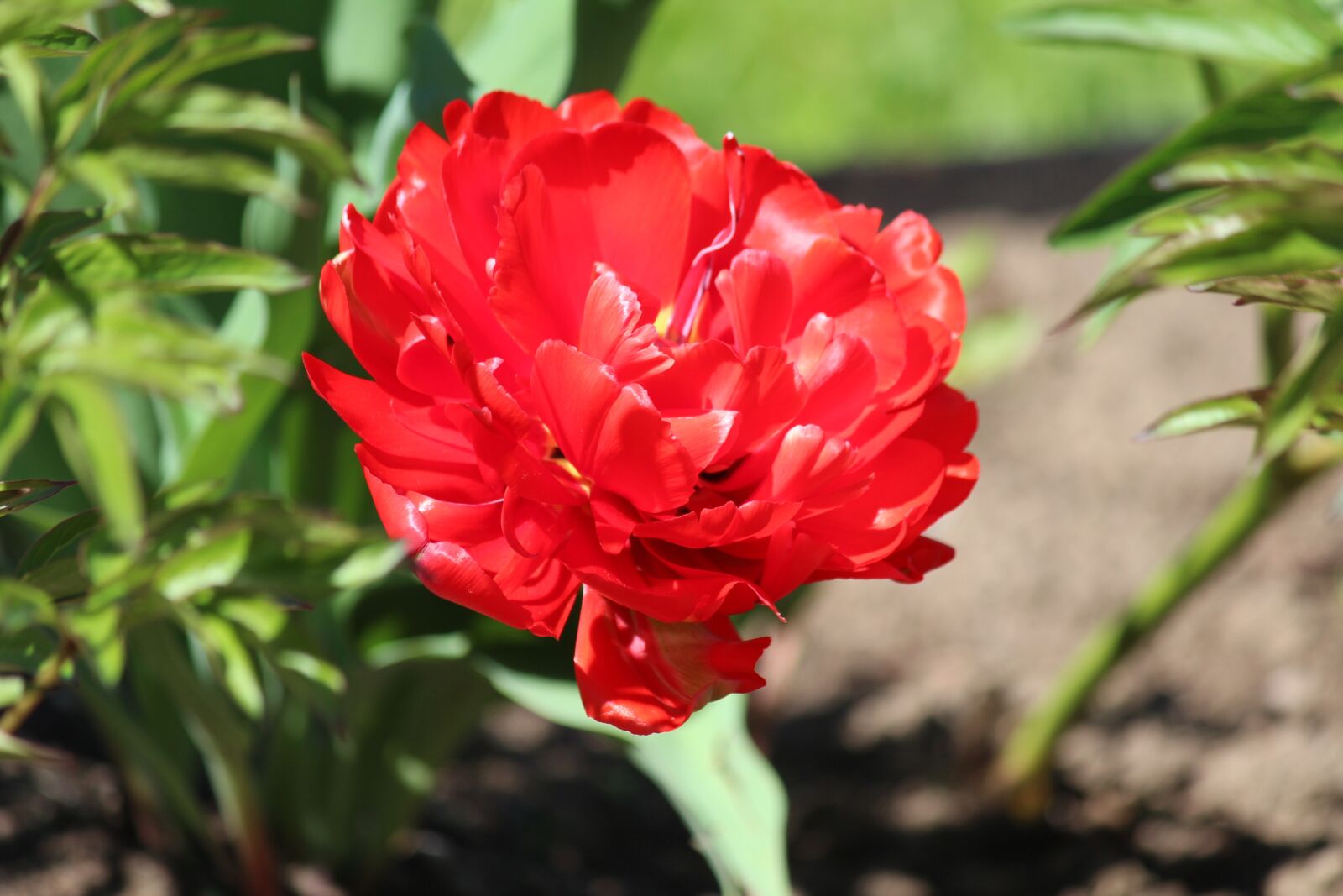 Canon EOS 600D (Rebel EOS T3i / EOS Kiss X5) sample photo. Flowers, in the park photography