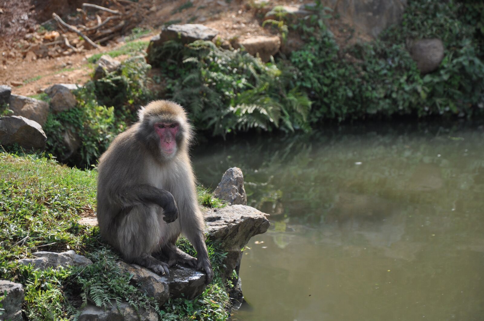 Nikon D5000 sample photo. Japan, animal, monkey photography