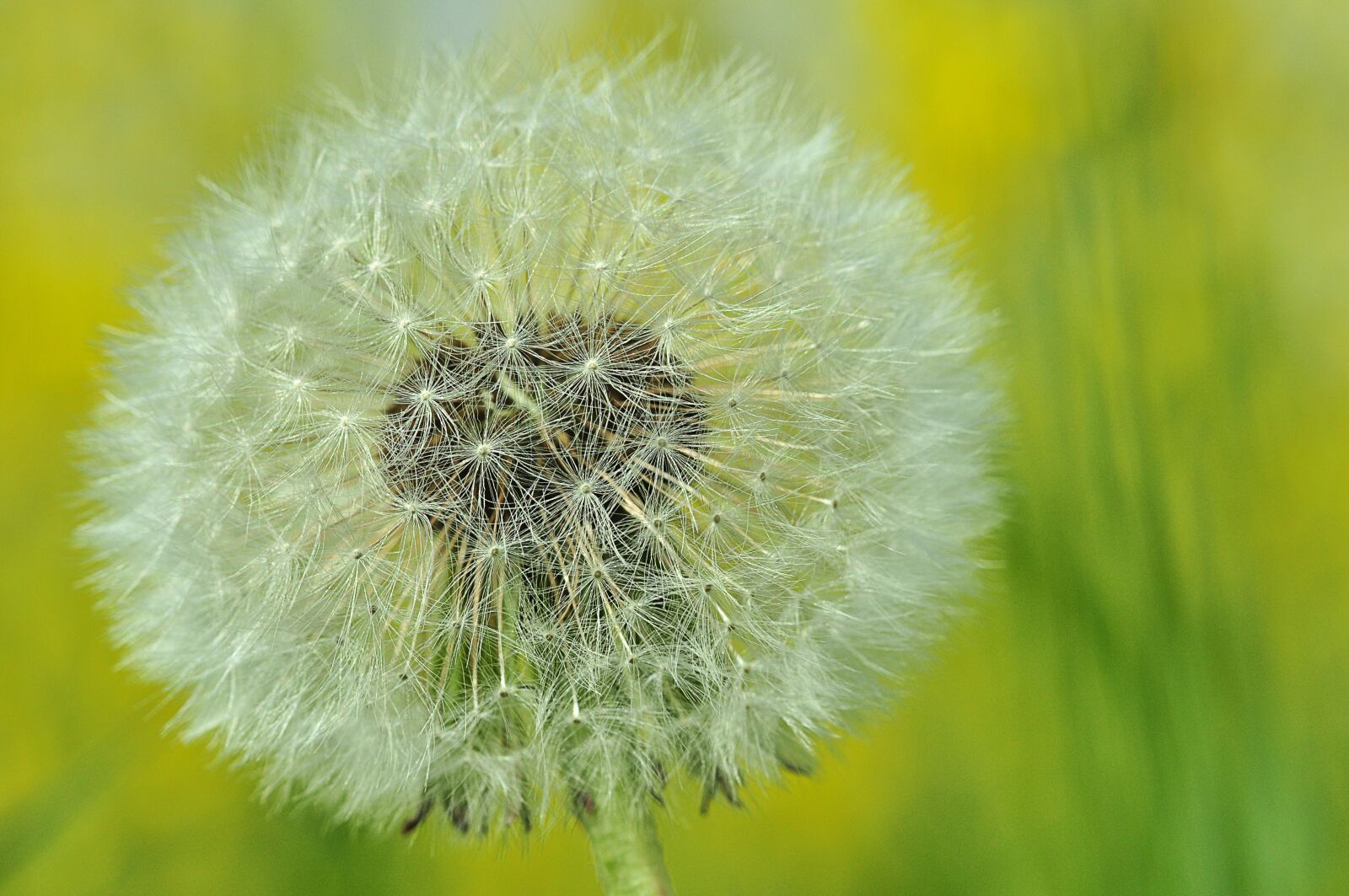 Nikon D5000 sample photo. Dandelion, buttercup, summer photography