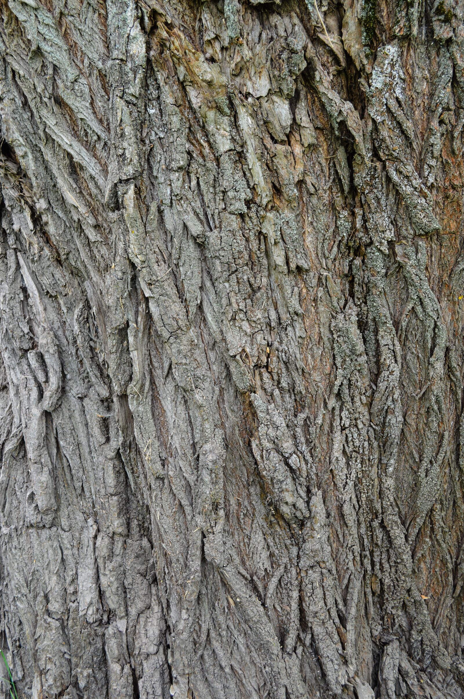 Nikon D3200 sample photo. Bark, tree, texture photography