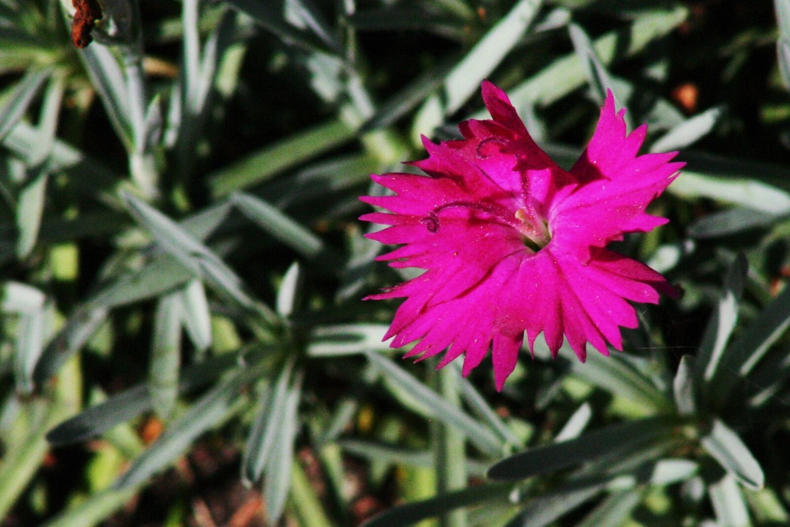 Canon EOS 300D (EOS Digital Rebel / EOS Kiss Digital) sample photo. Carnation, flower, pink photography