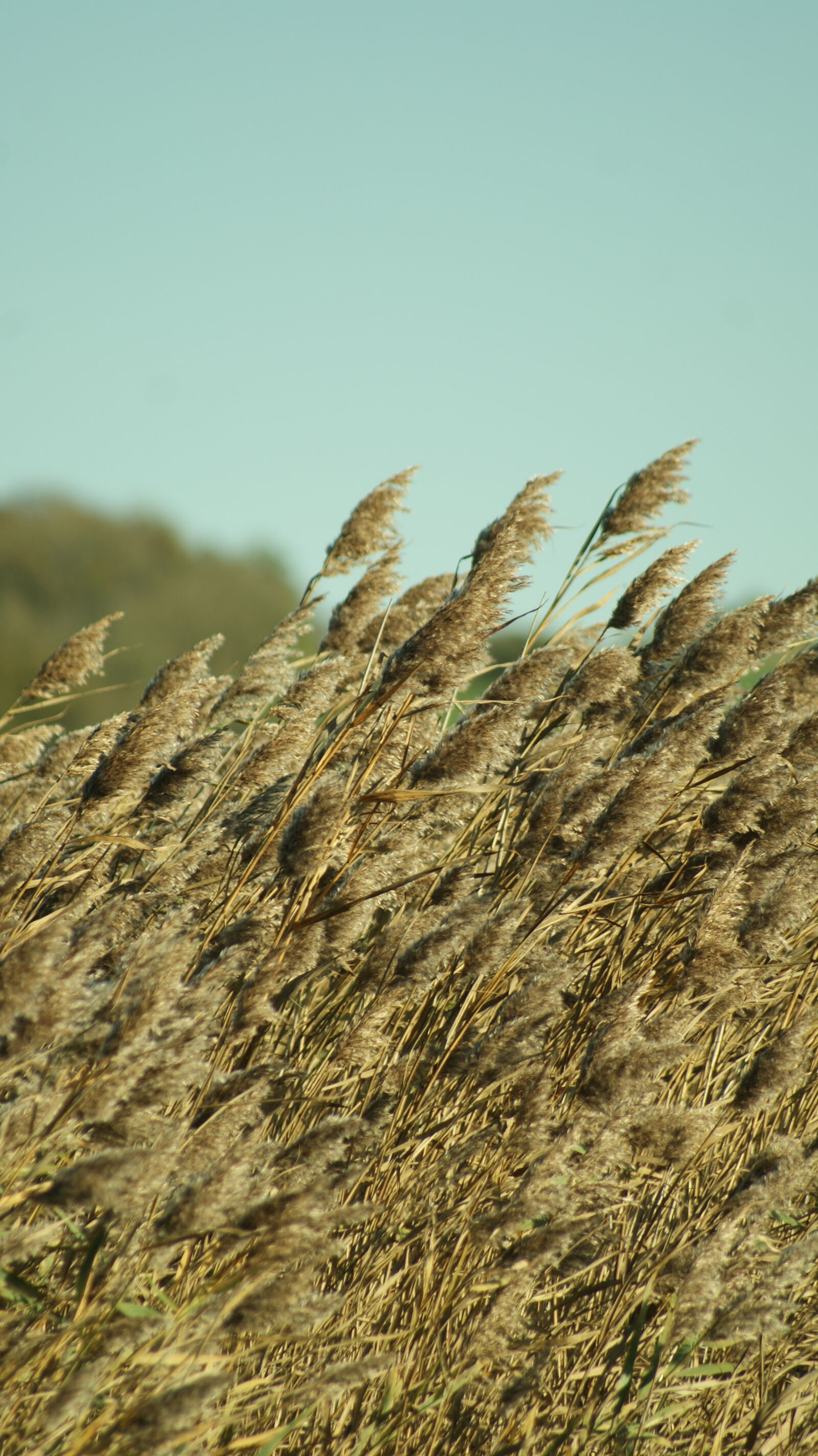 Sony Alpha DSLR-A200 sample photo. Corn, easter, flower, plant photography