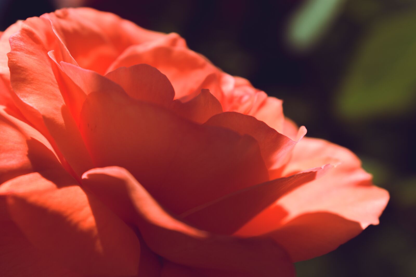 Nikon D5600 sample photo. Rose, pink, close up photography