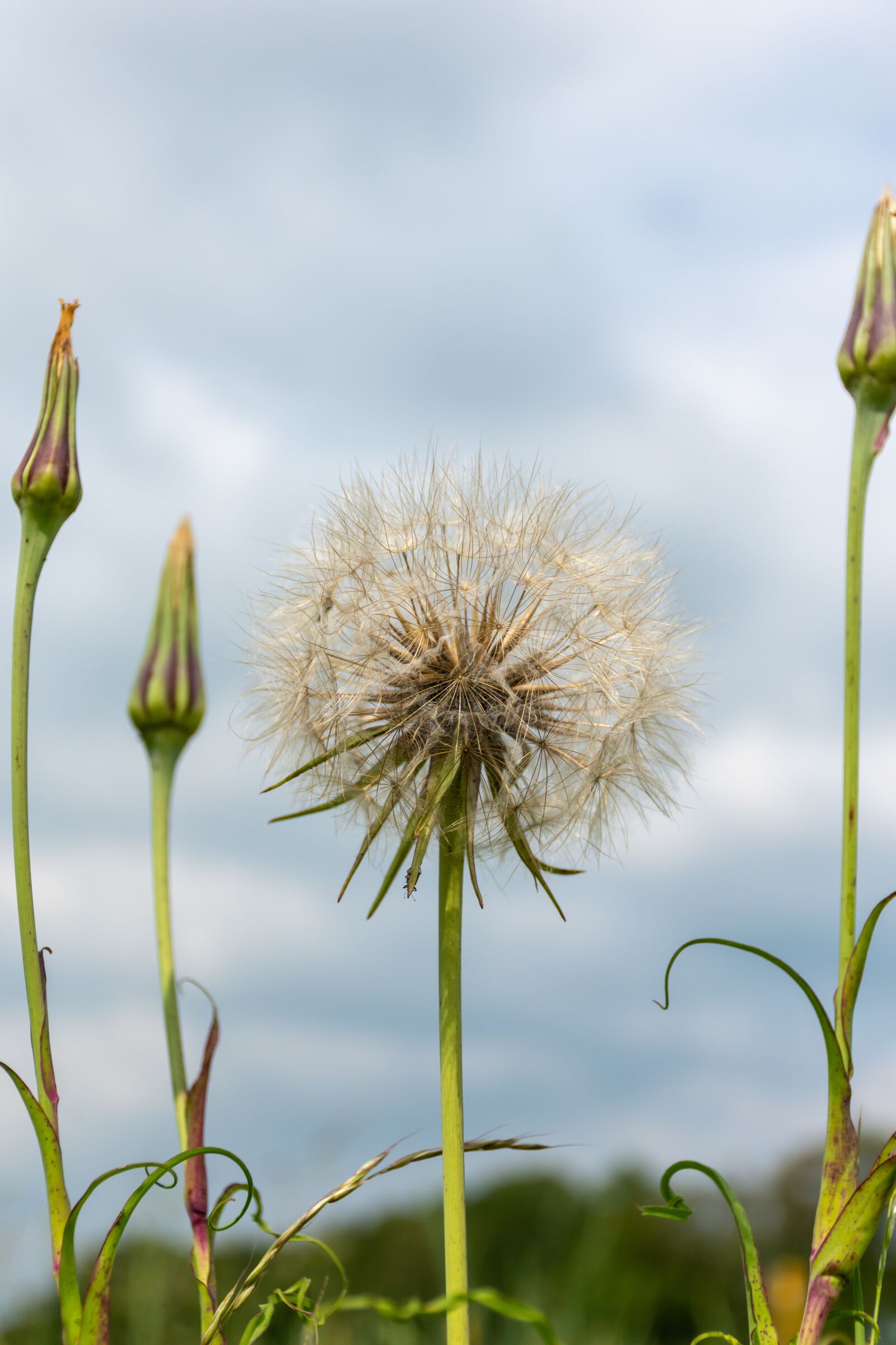 Nikon D7200 sample photo. Nature, flower, spring photography