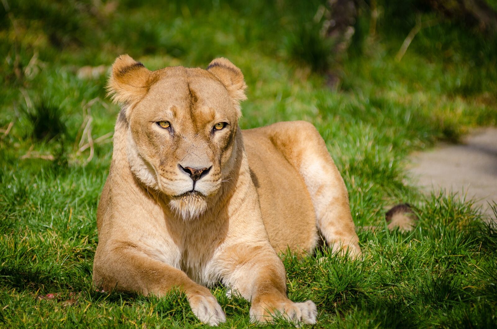 Nikon D7000 sample photo. Lioness, portrait, cat photography