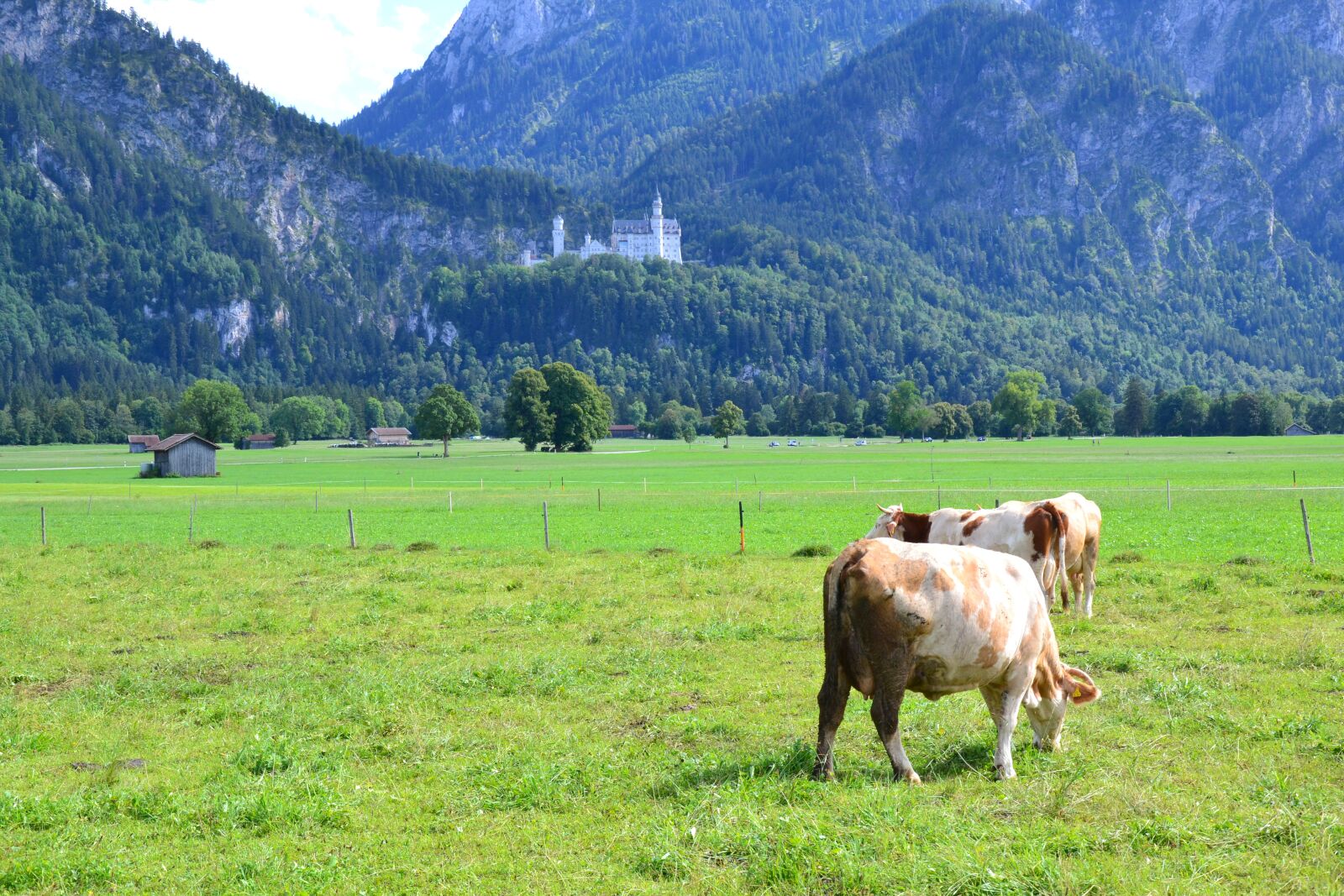 Nikon D3100 sample photo. Allgäu, cows, agriculture photography